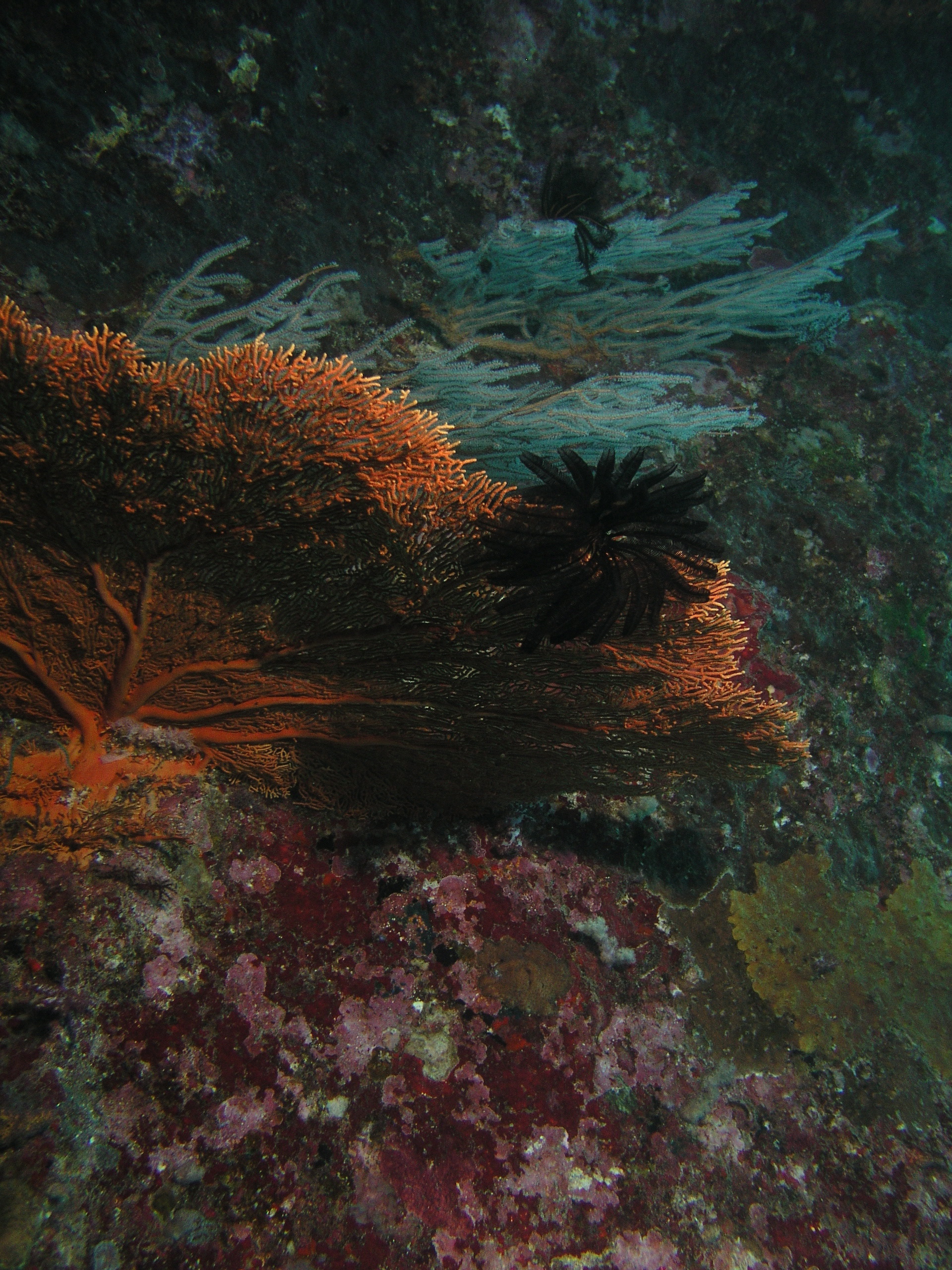 2005-12-02-Dive 2 - 28