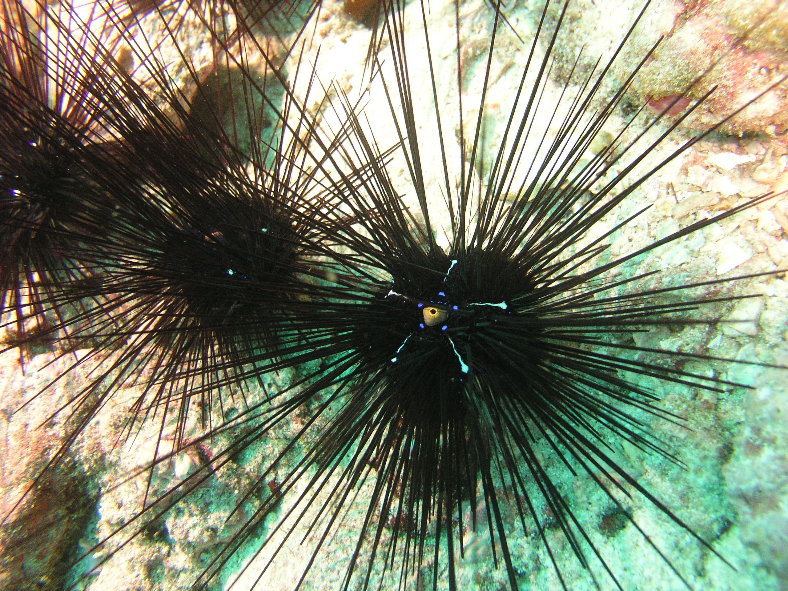 2005-12-04-Dive 2 - 4