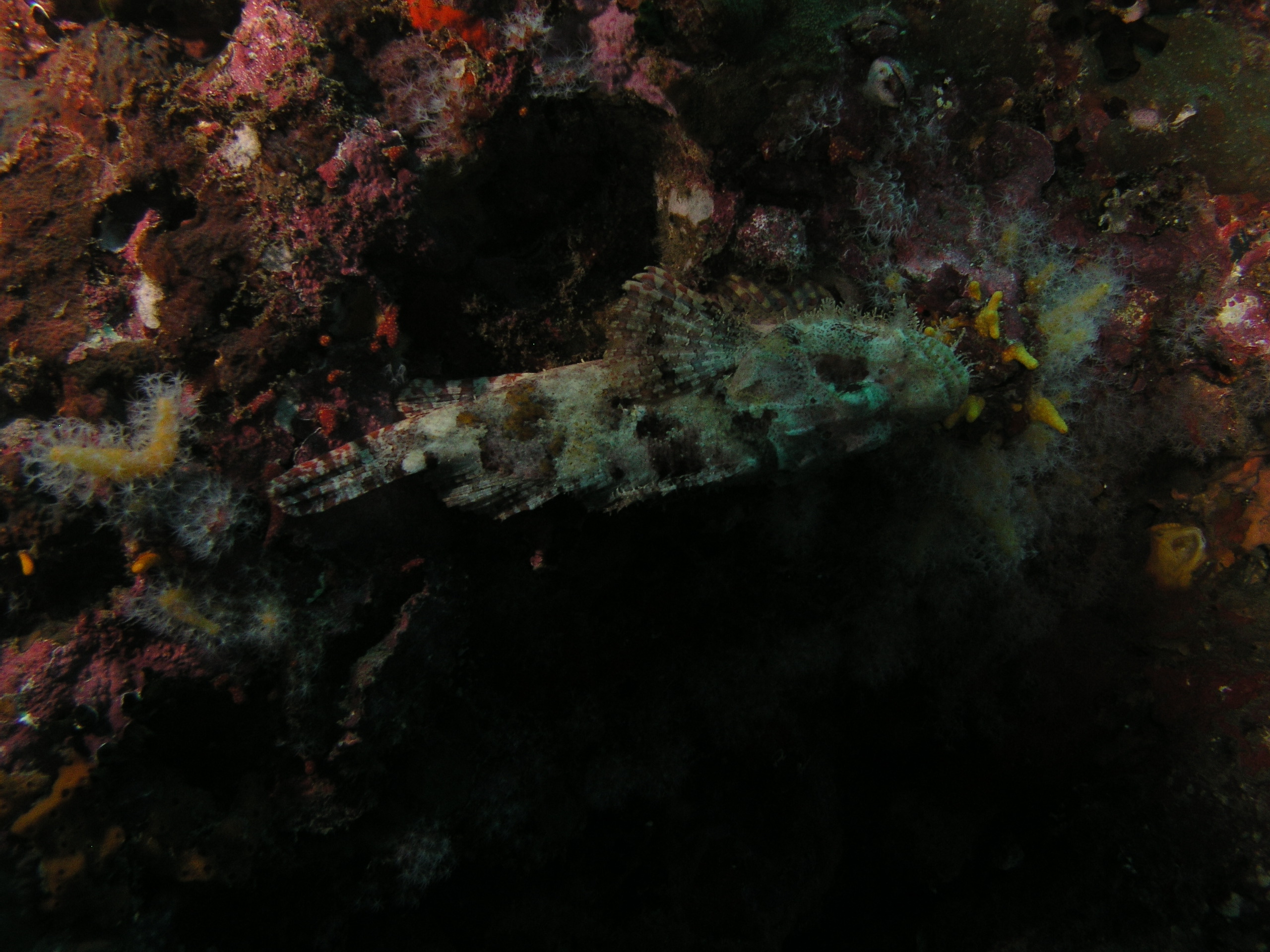2005-12-04-Dive 2 - 22