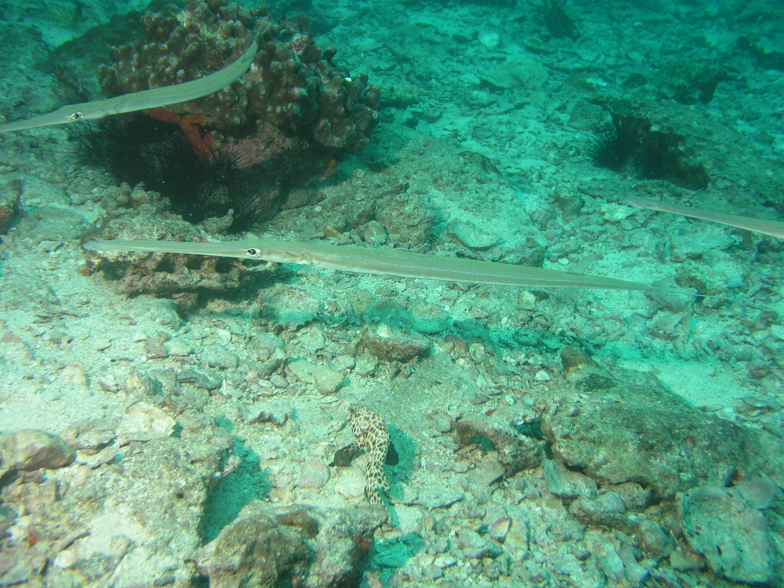 2005-12-04-Dive 2 - 26
