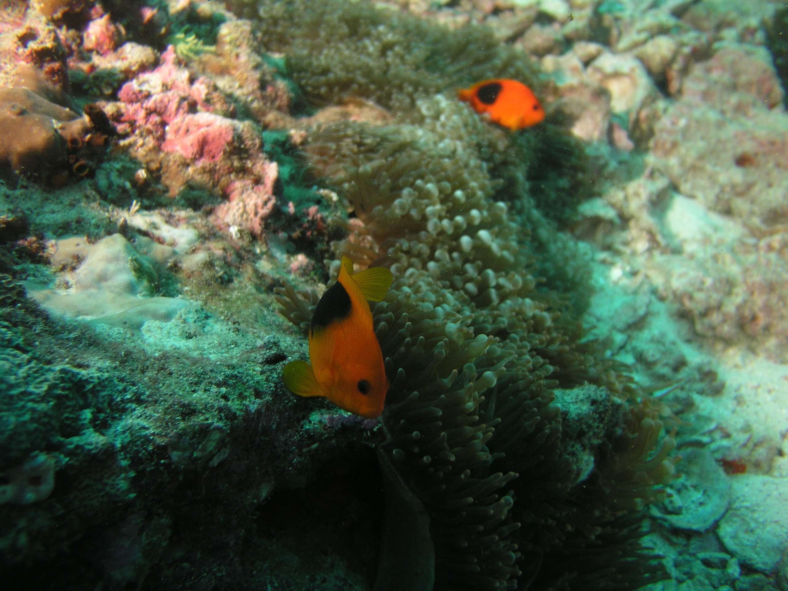 2005-12-04-Dive 2 - 29