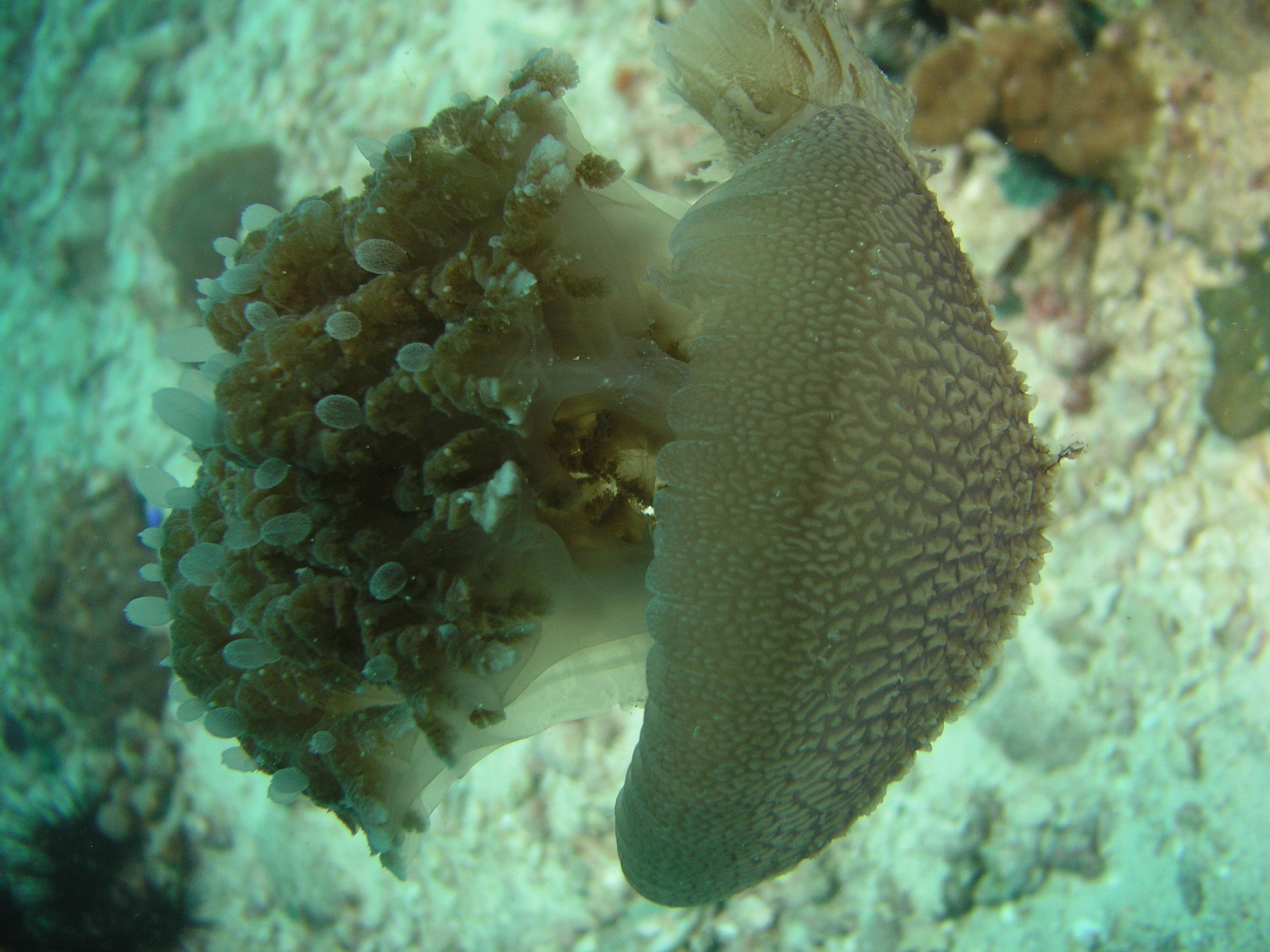 2005-12-04-Dive 2 - 32