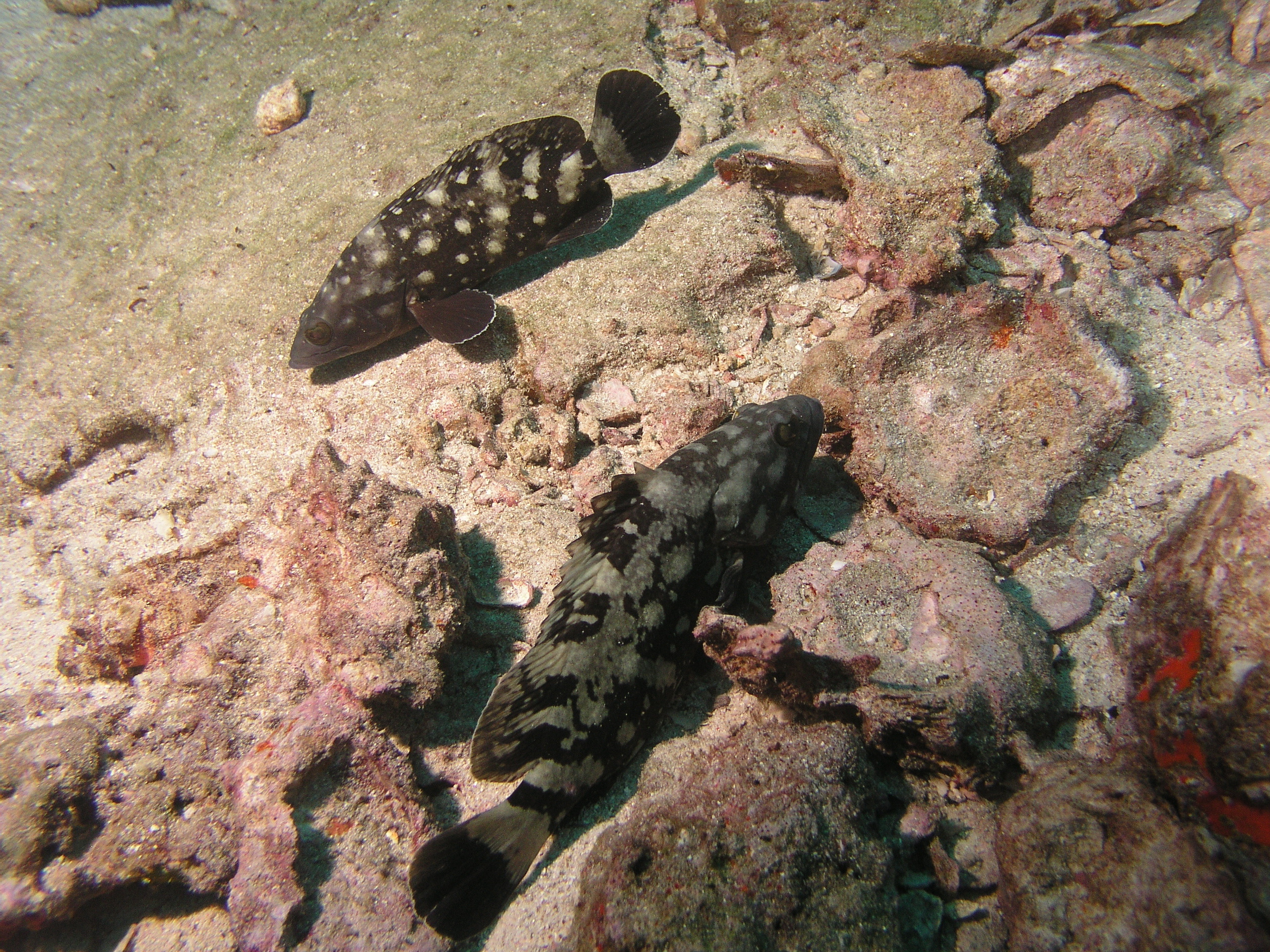 2005-12-04-Dive 2 - 38