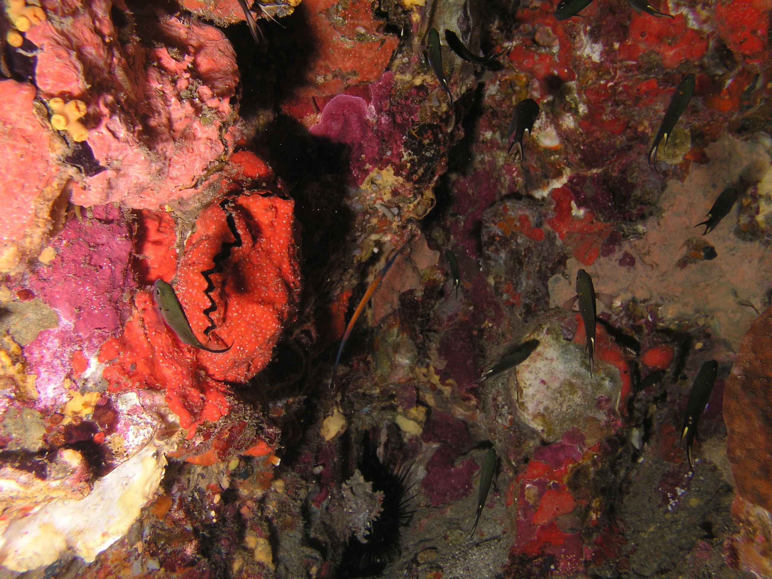 2005-12-04-Dive 2 - 43