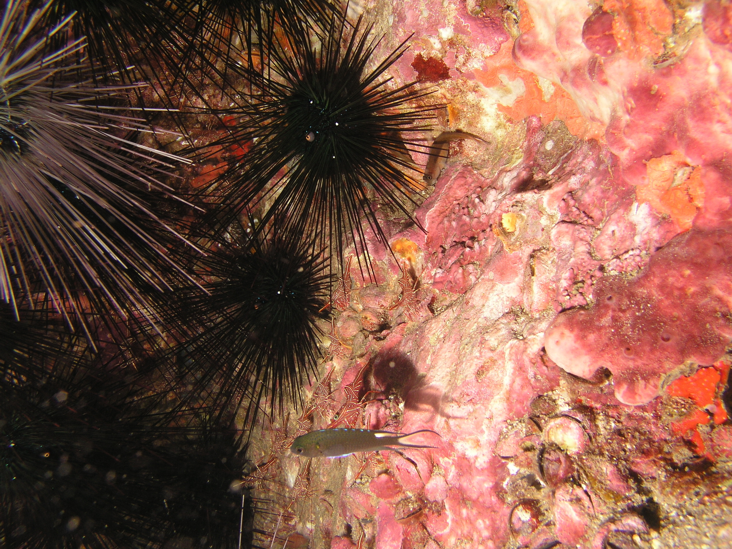 2005-12-04-Dive 2 - 49