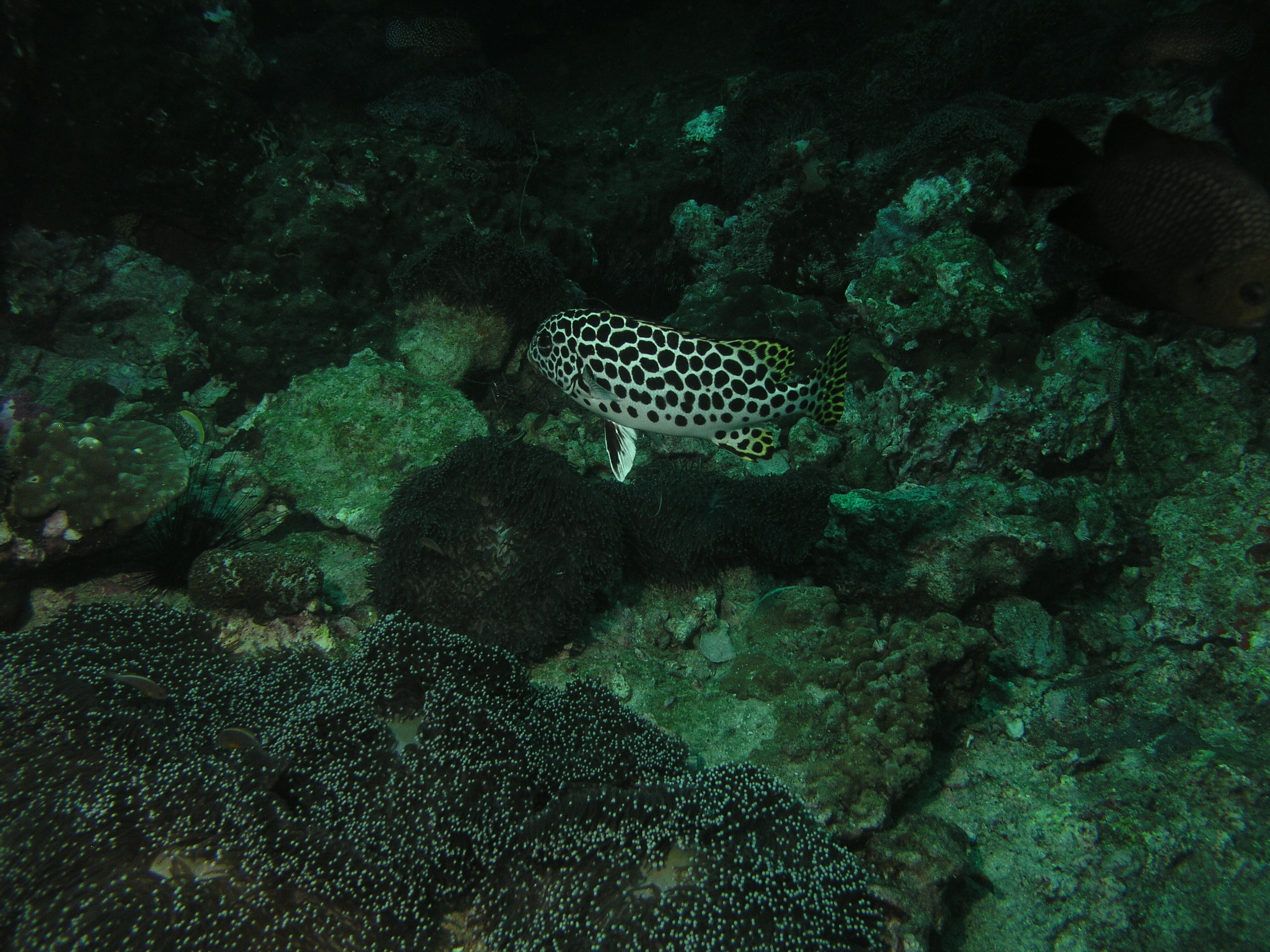 2005-12-04-Dive 2 - 53