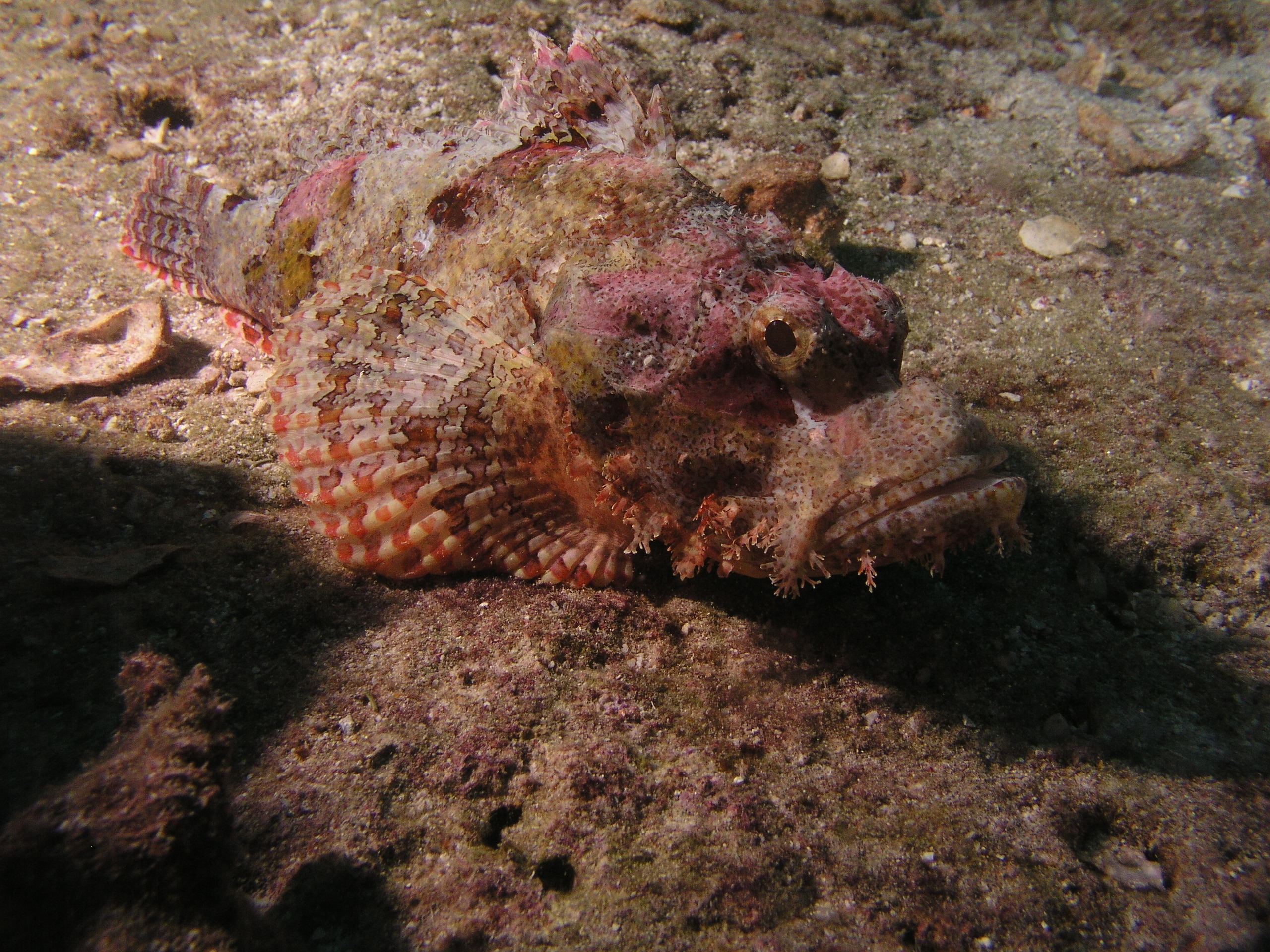 2005-12-04-Dive 2 - 72
