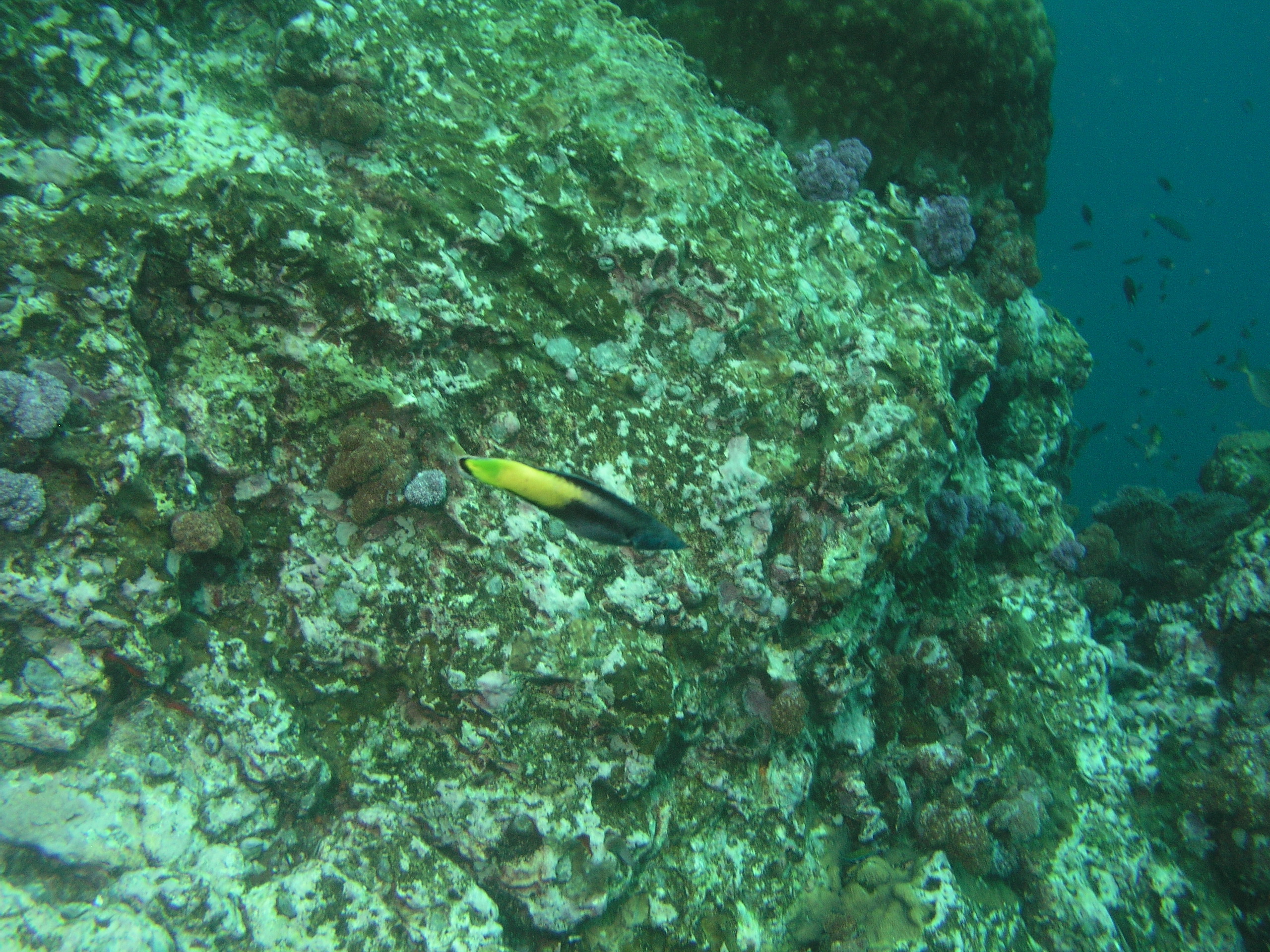2005-12-04-Dive 2 - 75