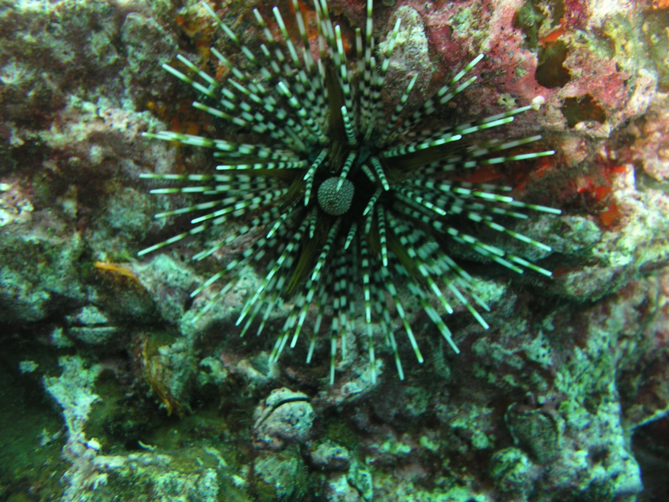 2005-12-04-Dive 2 - 83
