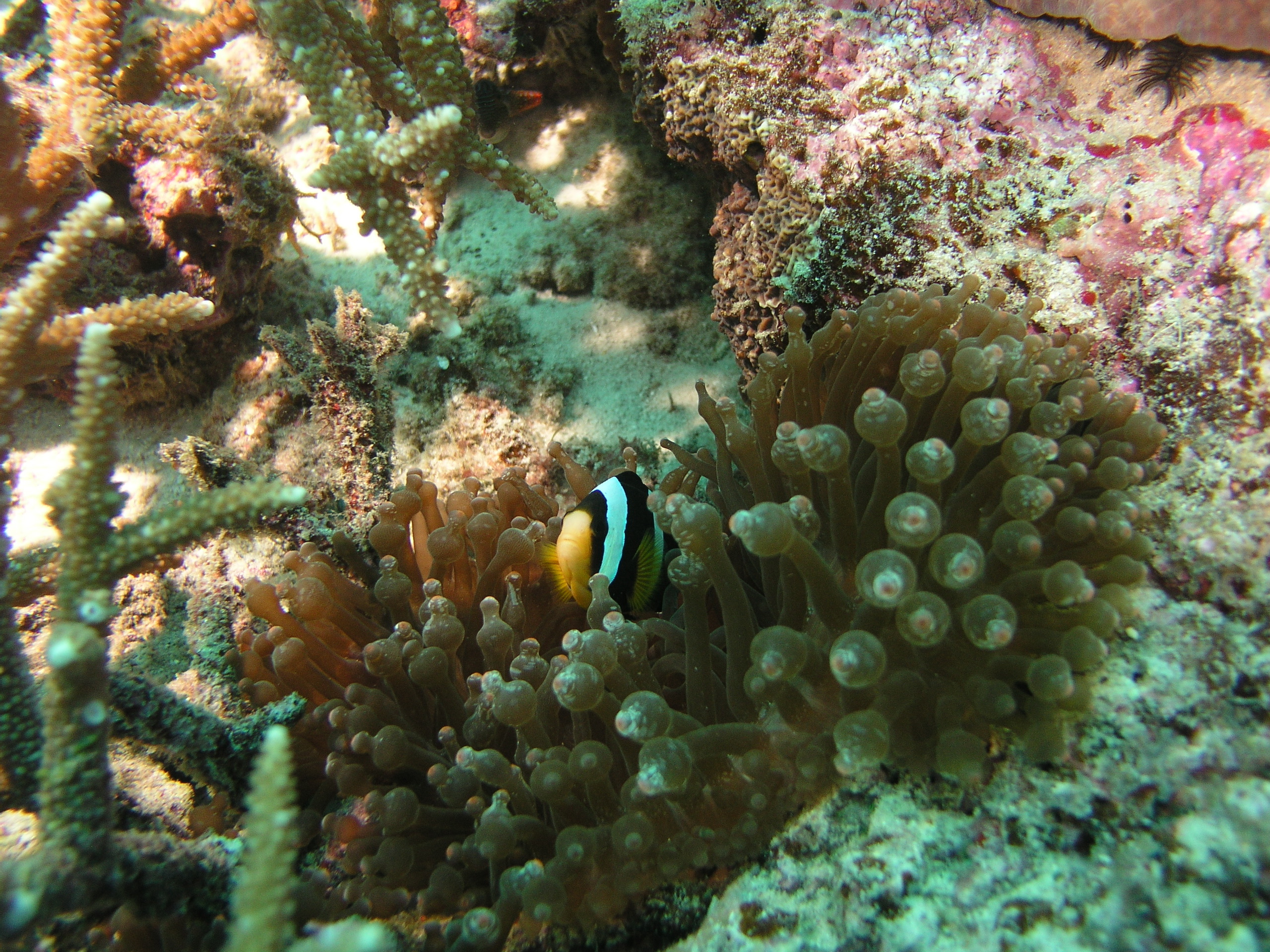 2005-12-04-Dive 3 - 1