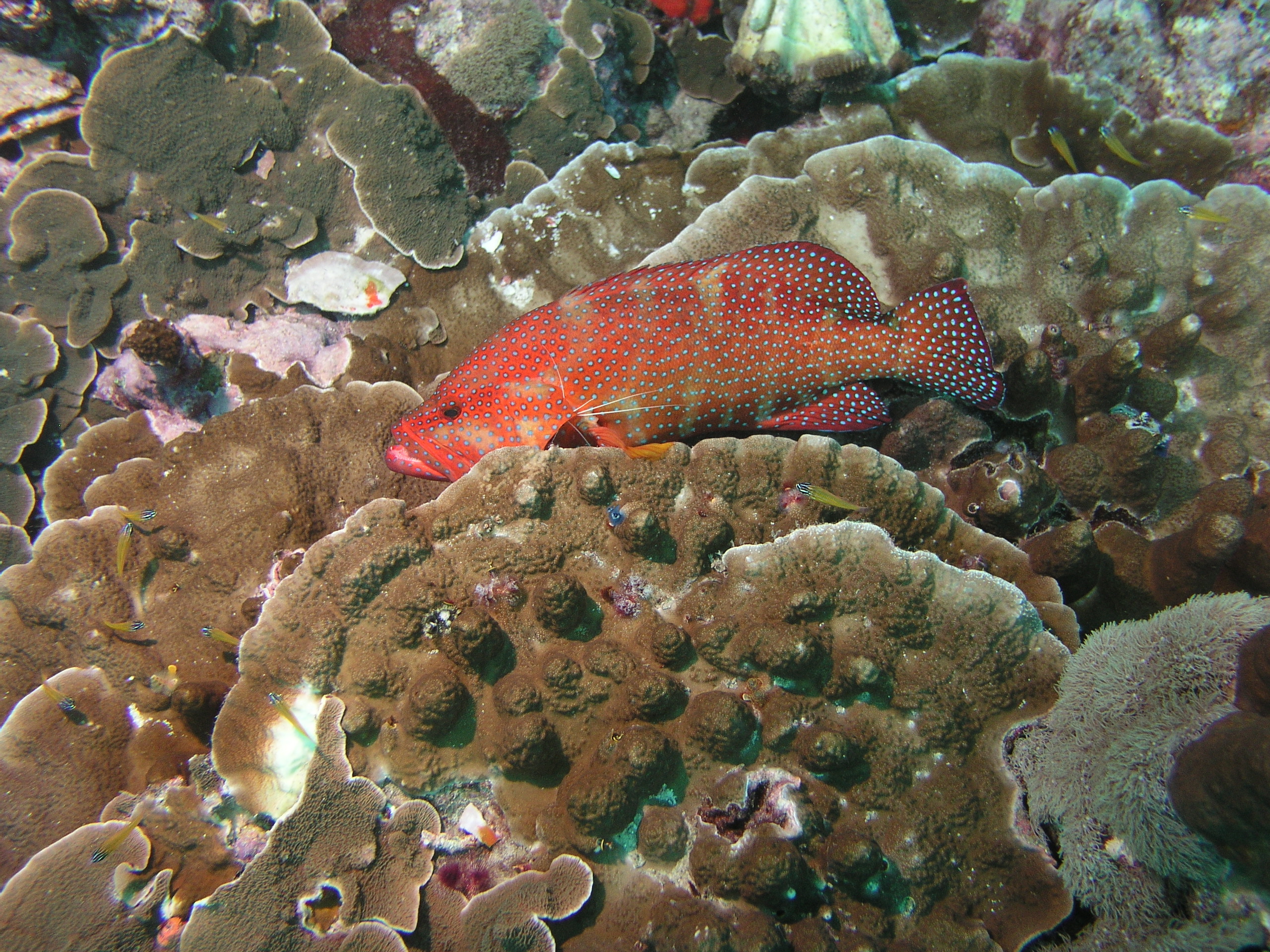 2005-12-04-Dive 3 - 11