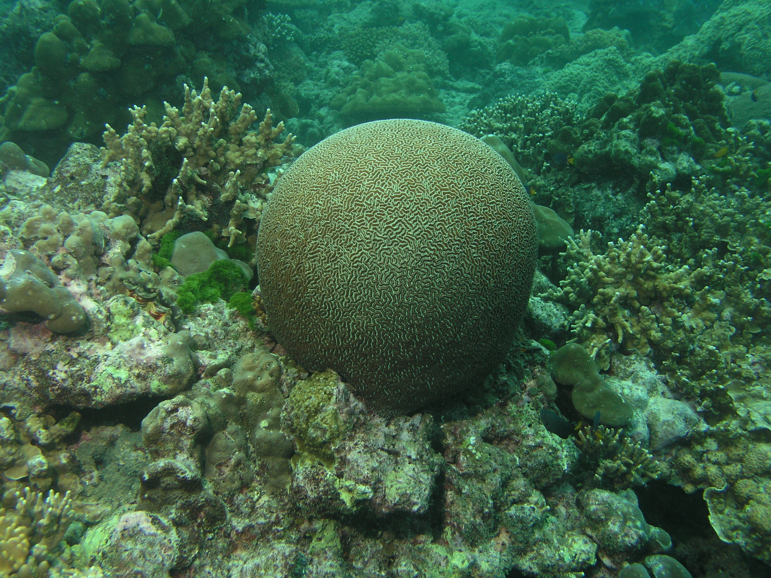 2005-12-04-Dive 3 - 36
