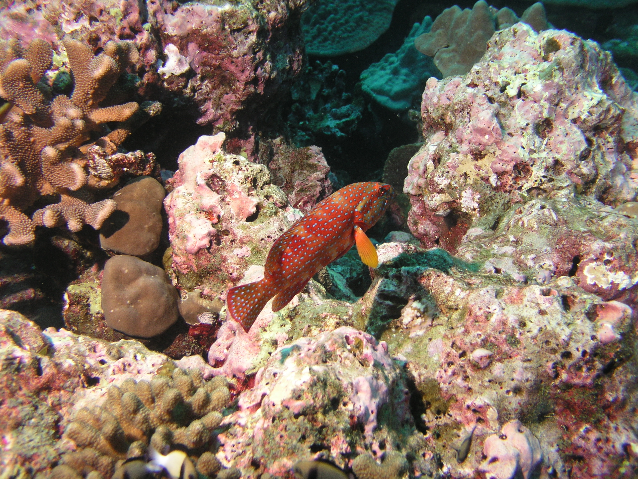 2005-12-05-Dive 1 - 27