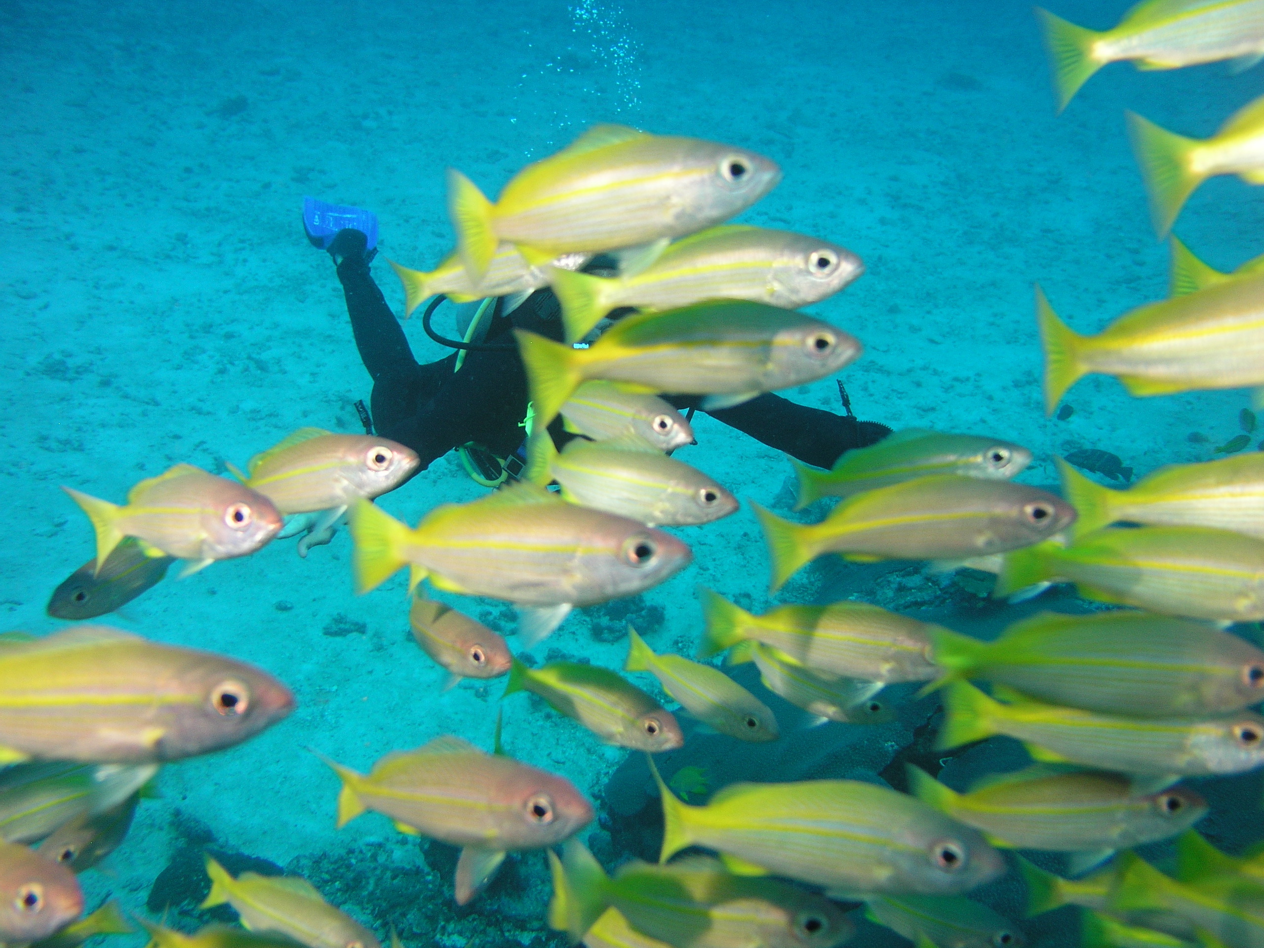 2005-12-05-Dive 2 - 8