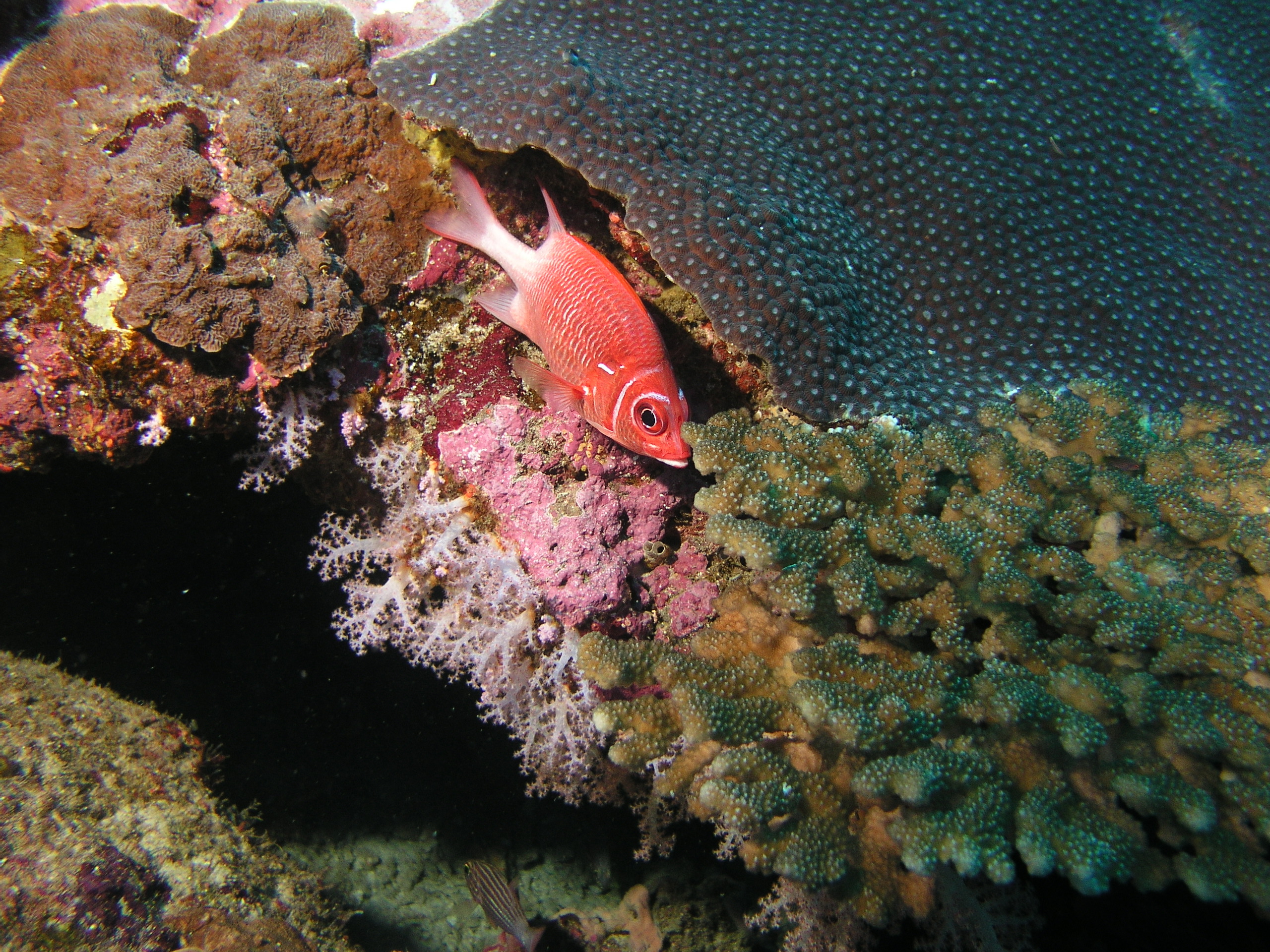 2005-12-05-Dive 2 - 11
