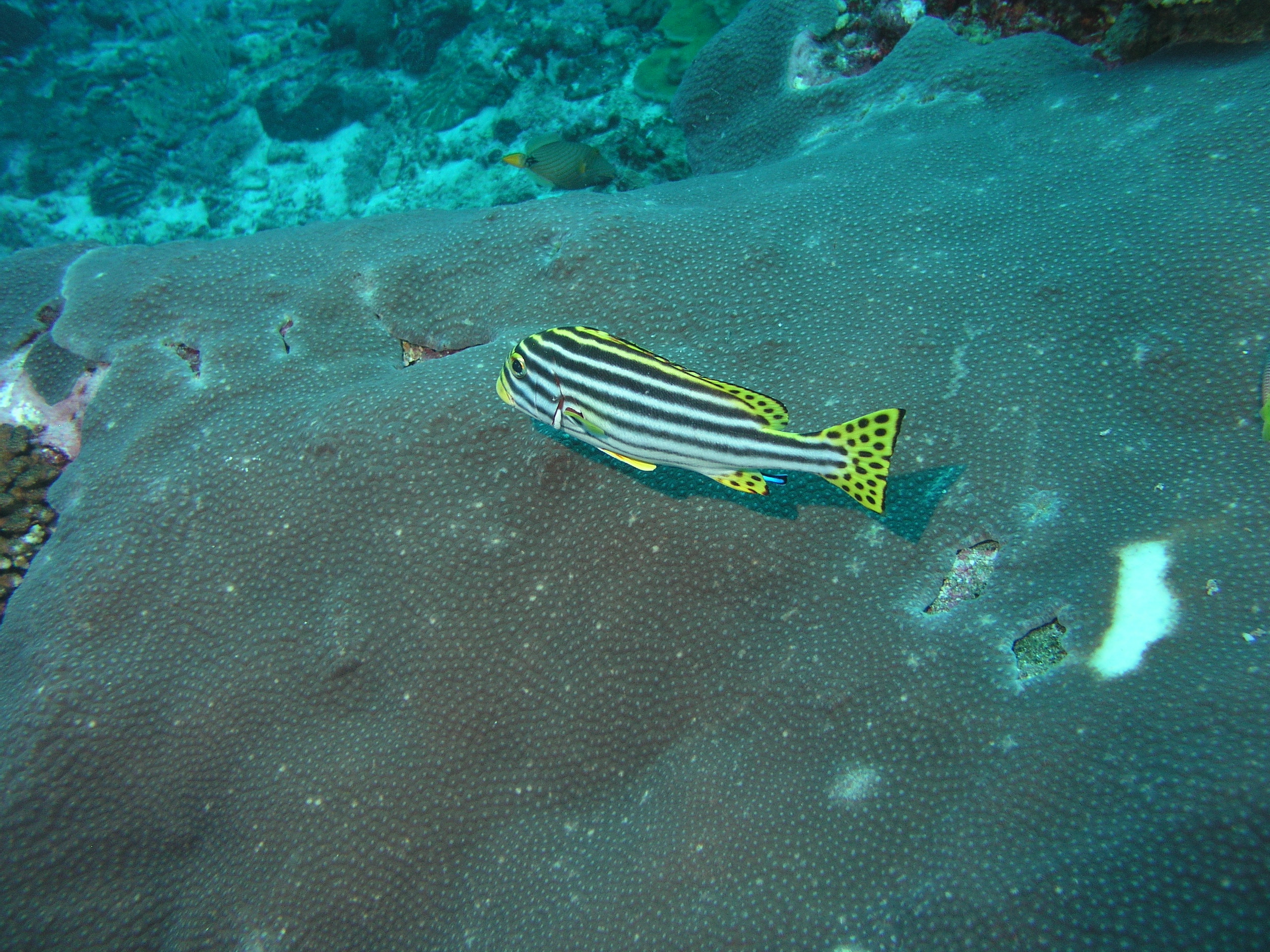 2005-12-05-Dive 2 - 15