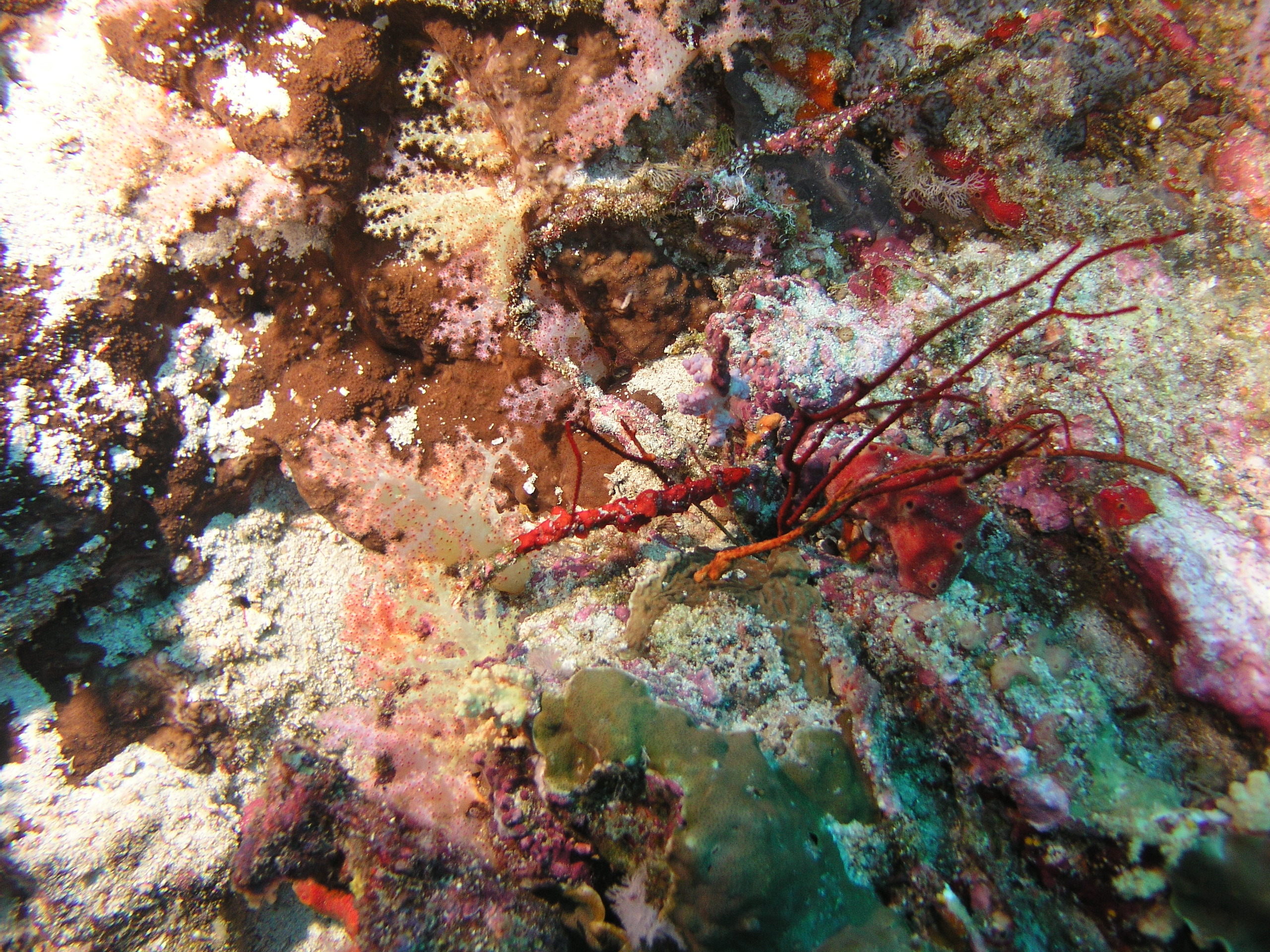 2005-12-05-Dive 2 - 23
