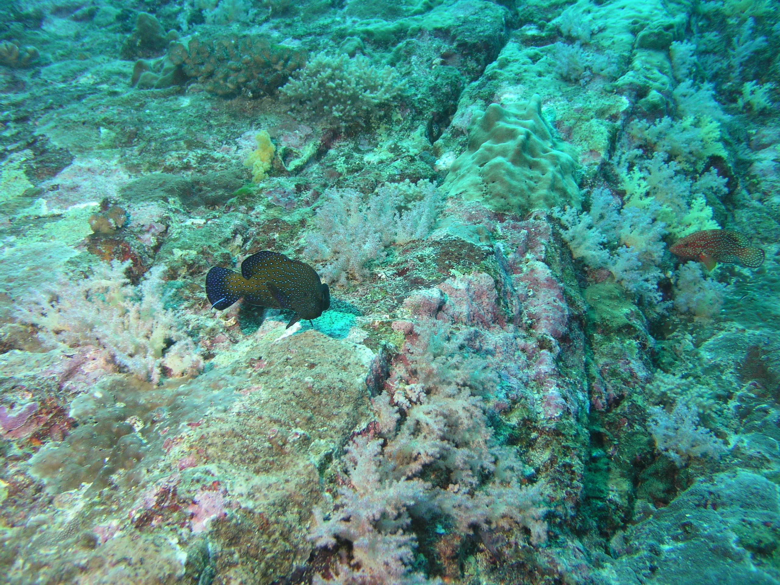 2005-12-05-Dive 2 - 26