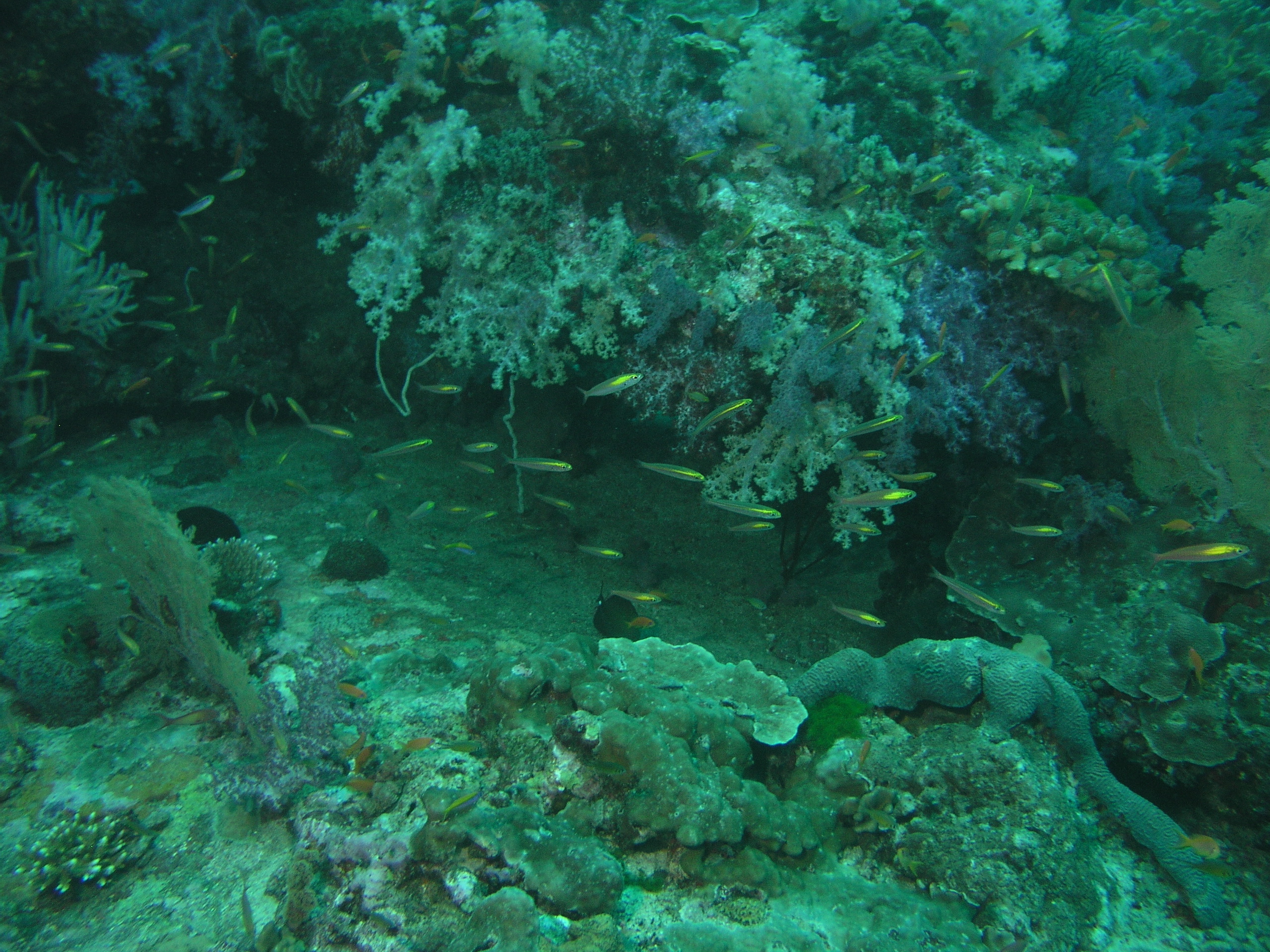 2005-12-02-Dive 2 - 51