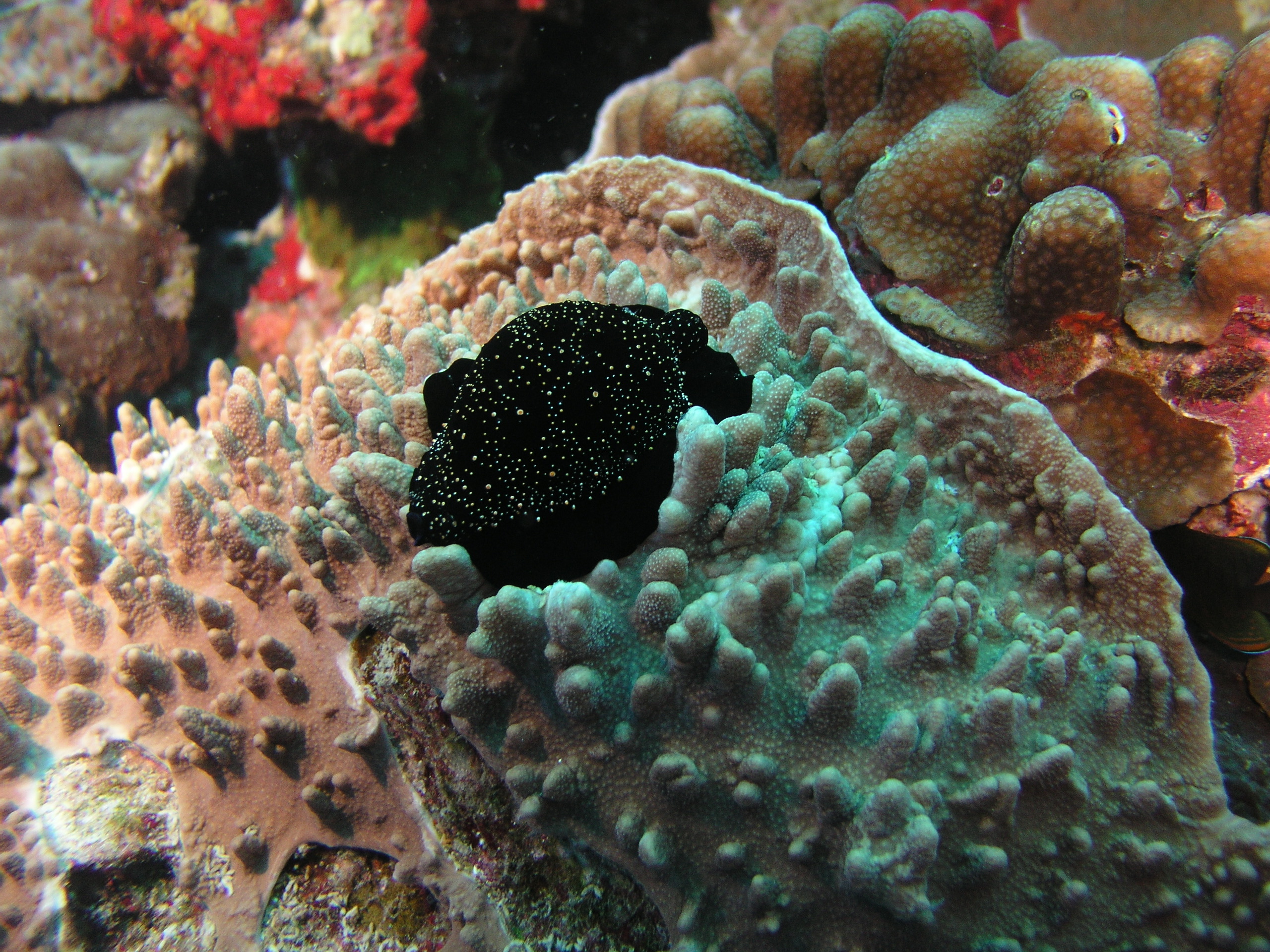 2005-12-05-Dive 2 - 29