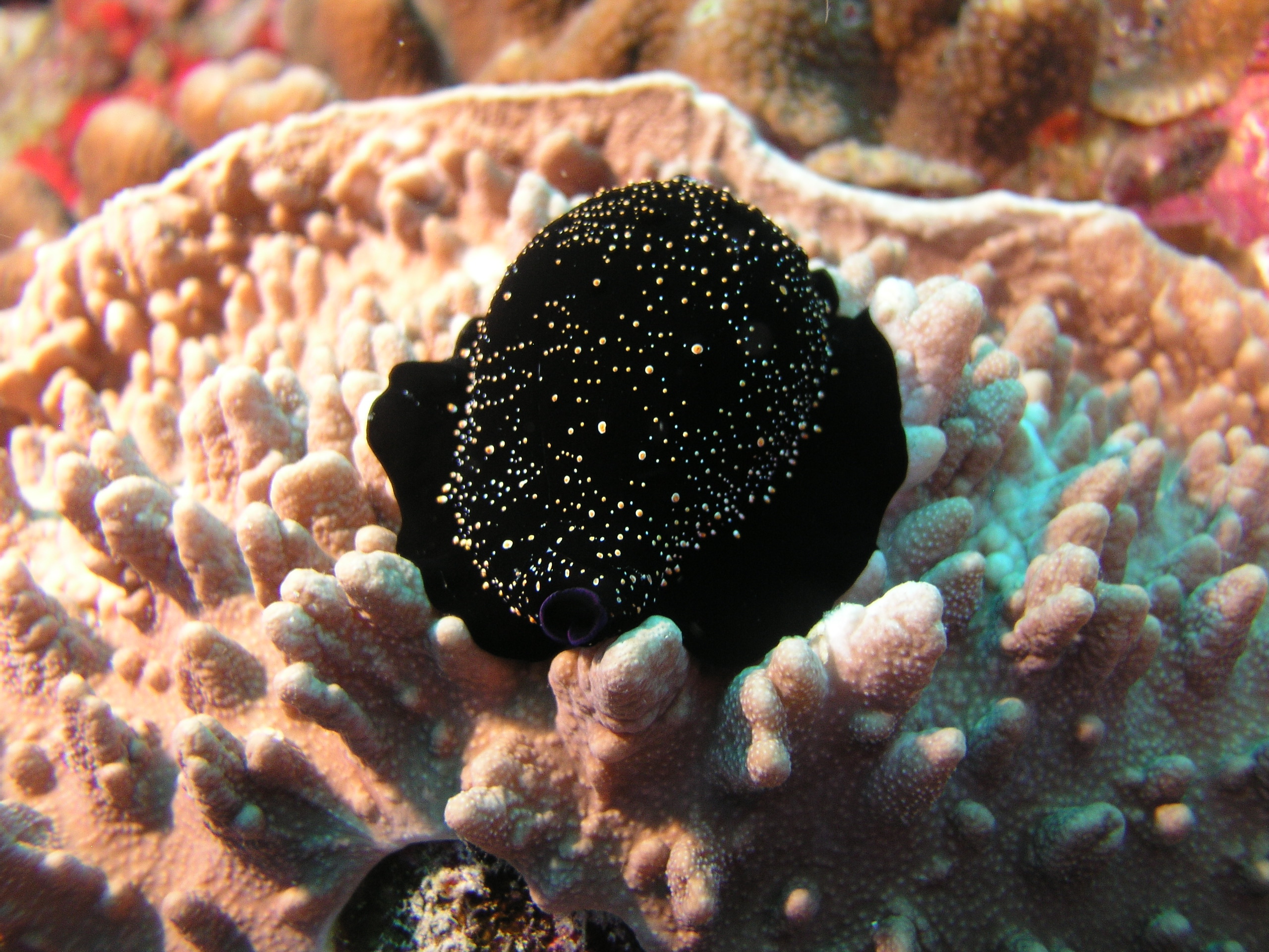 2005-12-05-Dive 2 - 30