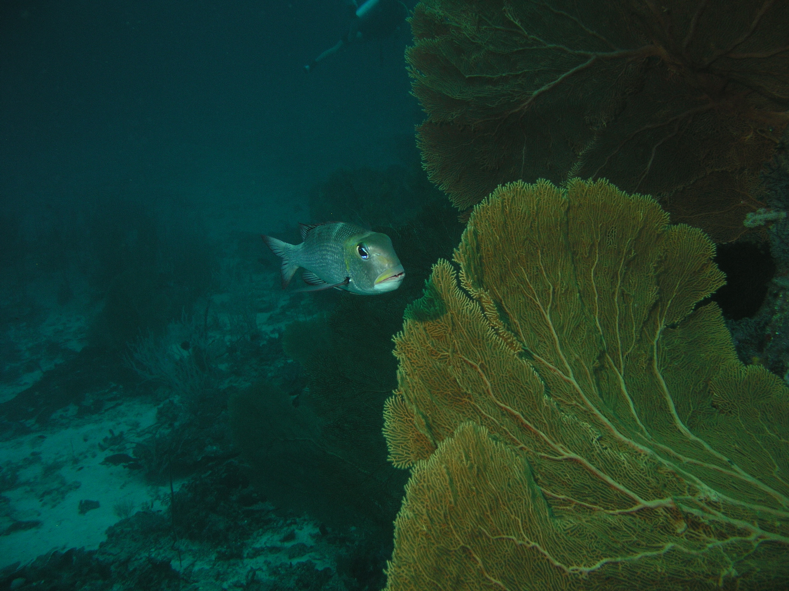 2005-12-02-Dive 2 - 62