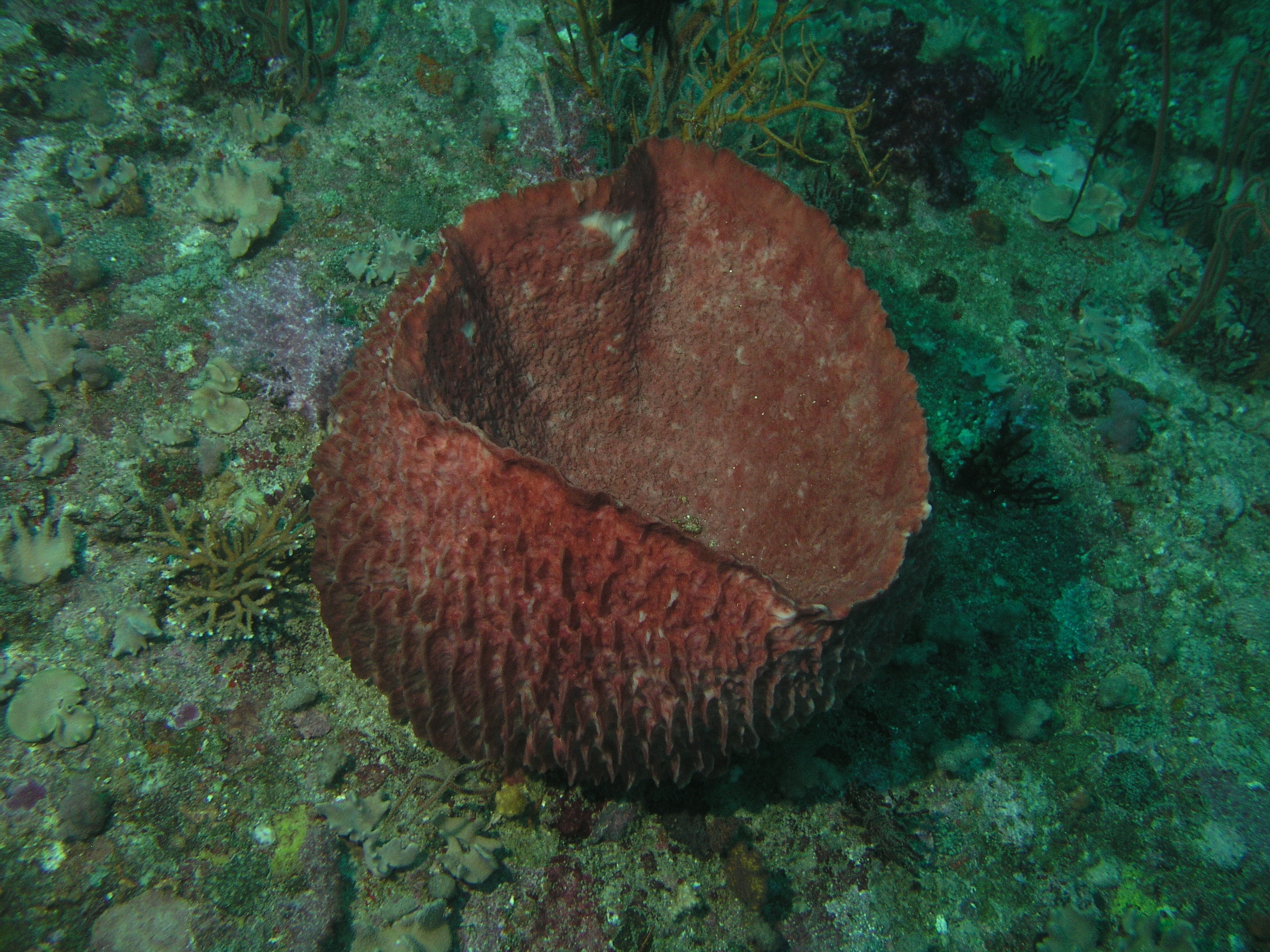 2005-12-02-Dive 2 - 69