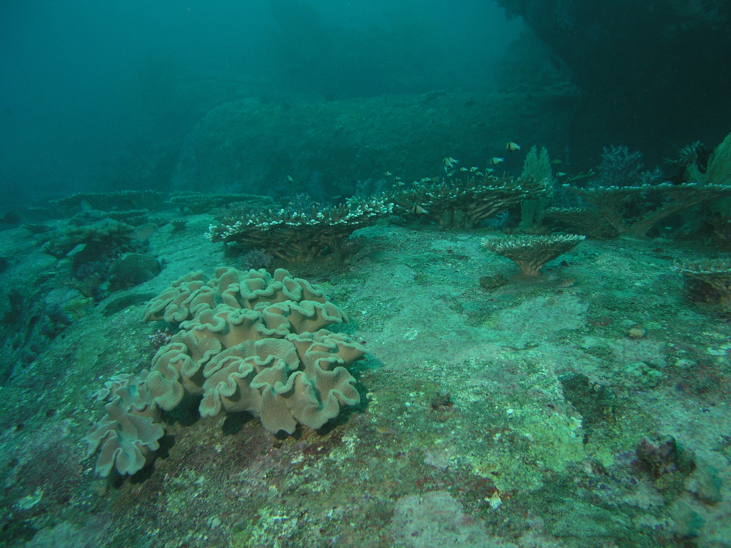 2005-12-02-Dive 2 - 70