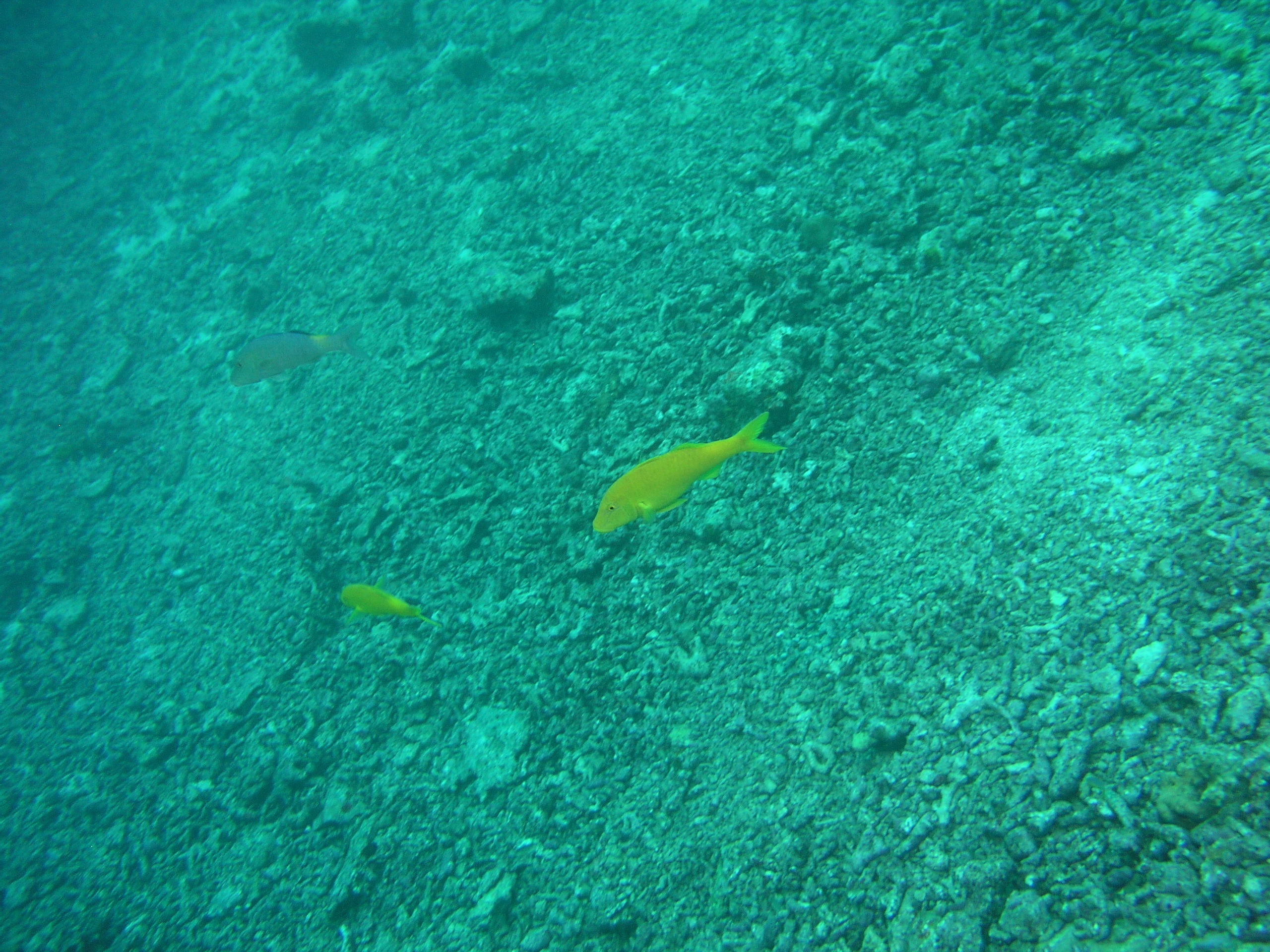 2005-12-02-Dive 2 - 74