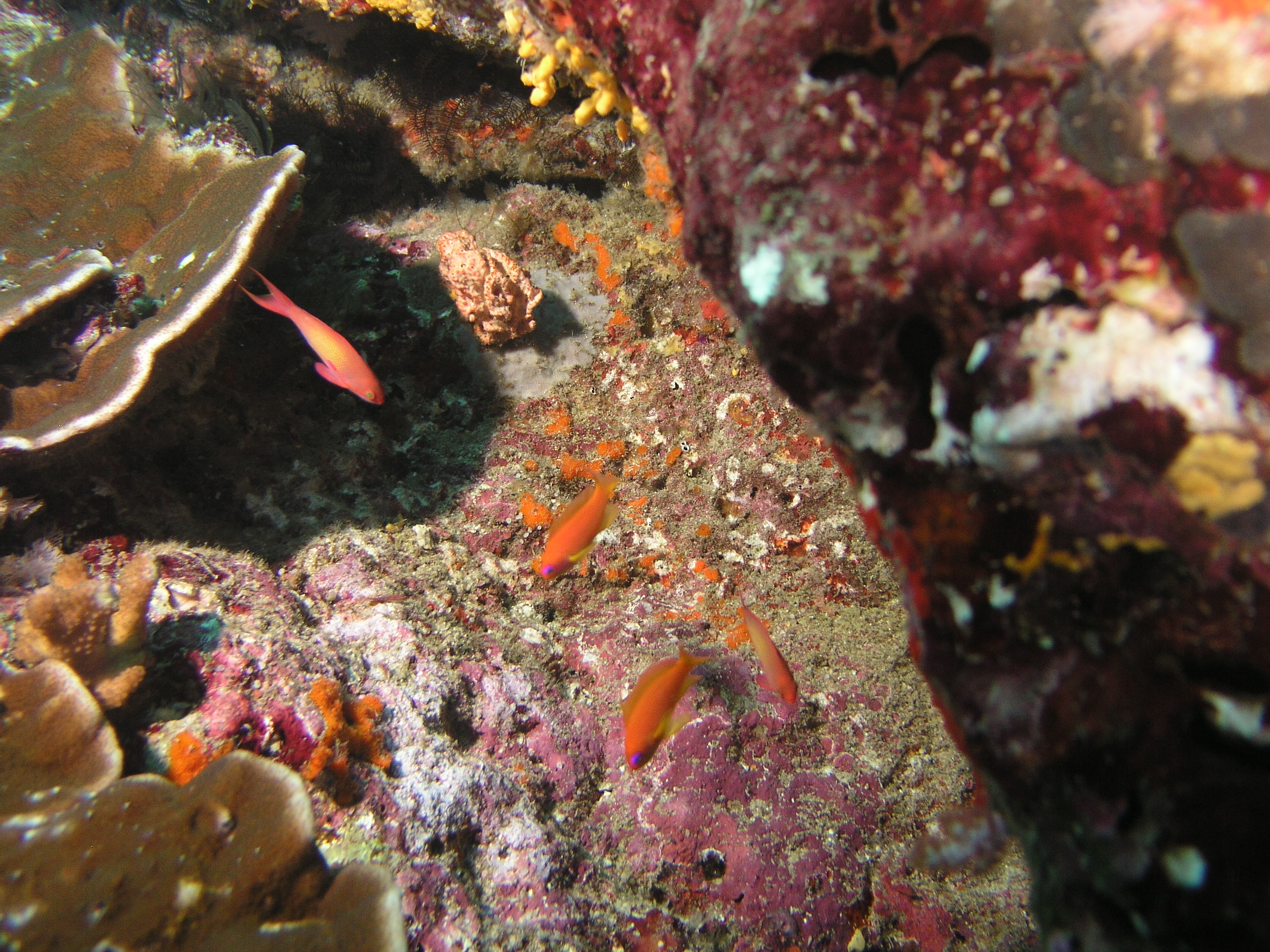 2005-12-02-Dive 2 - 77