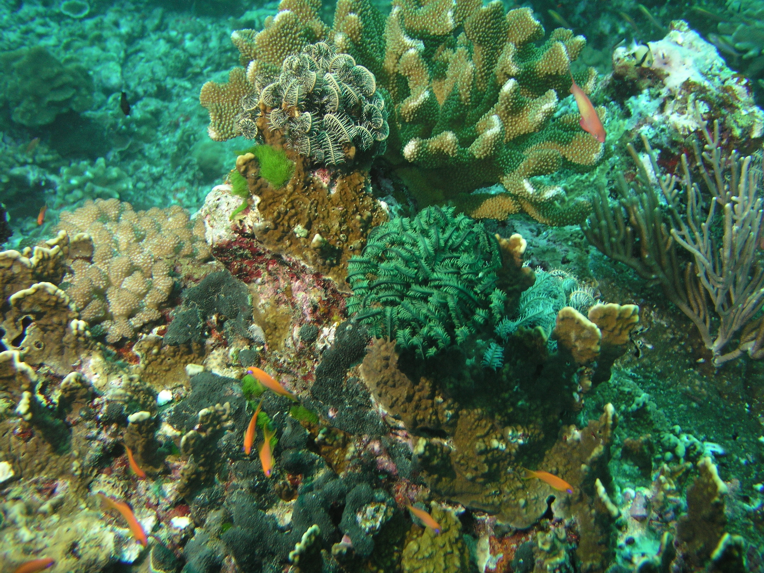 2005-12-02-Dive 2 - 79