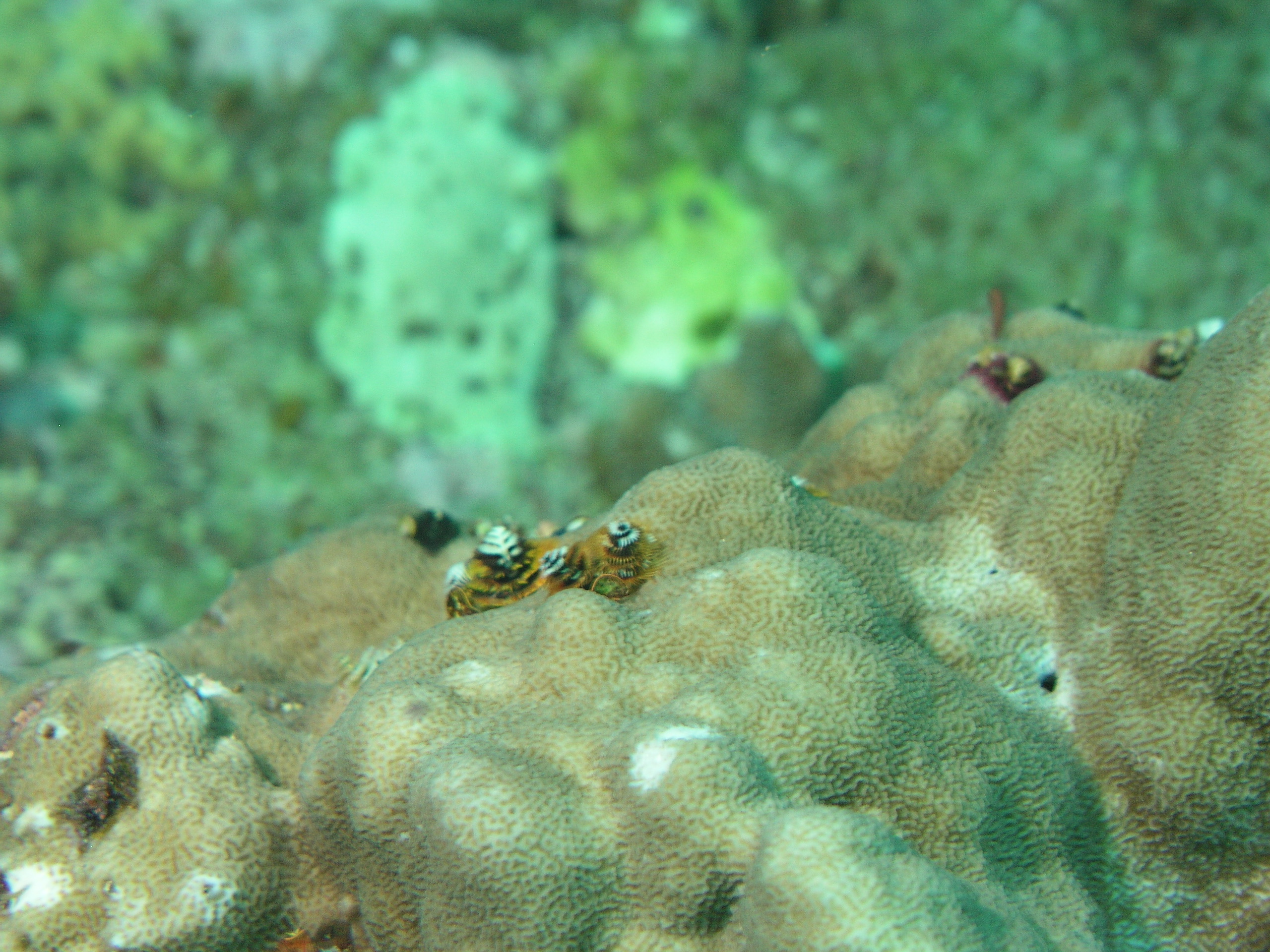 2005-12-02-Dive 2 - 84