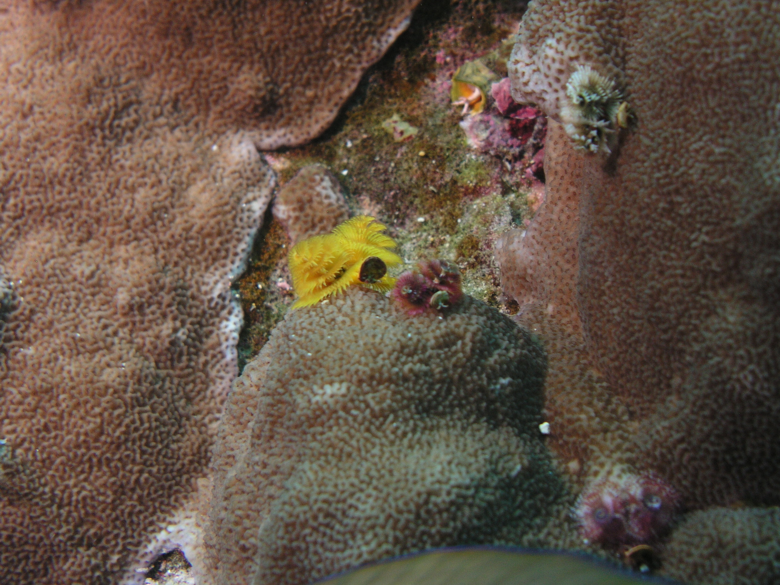 2005-12-02-Dive 2 - 87