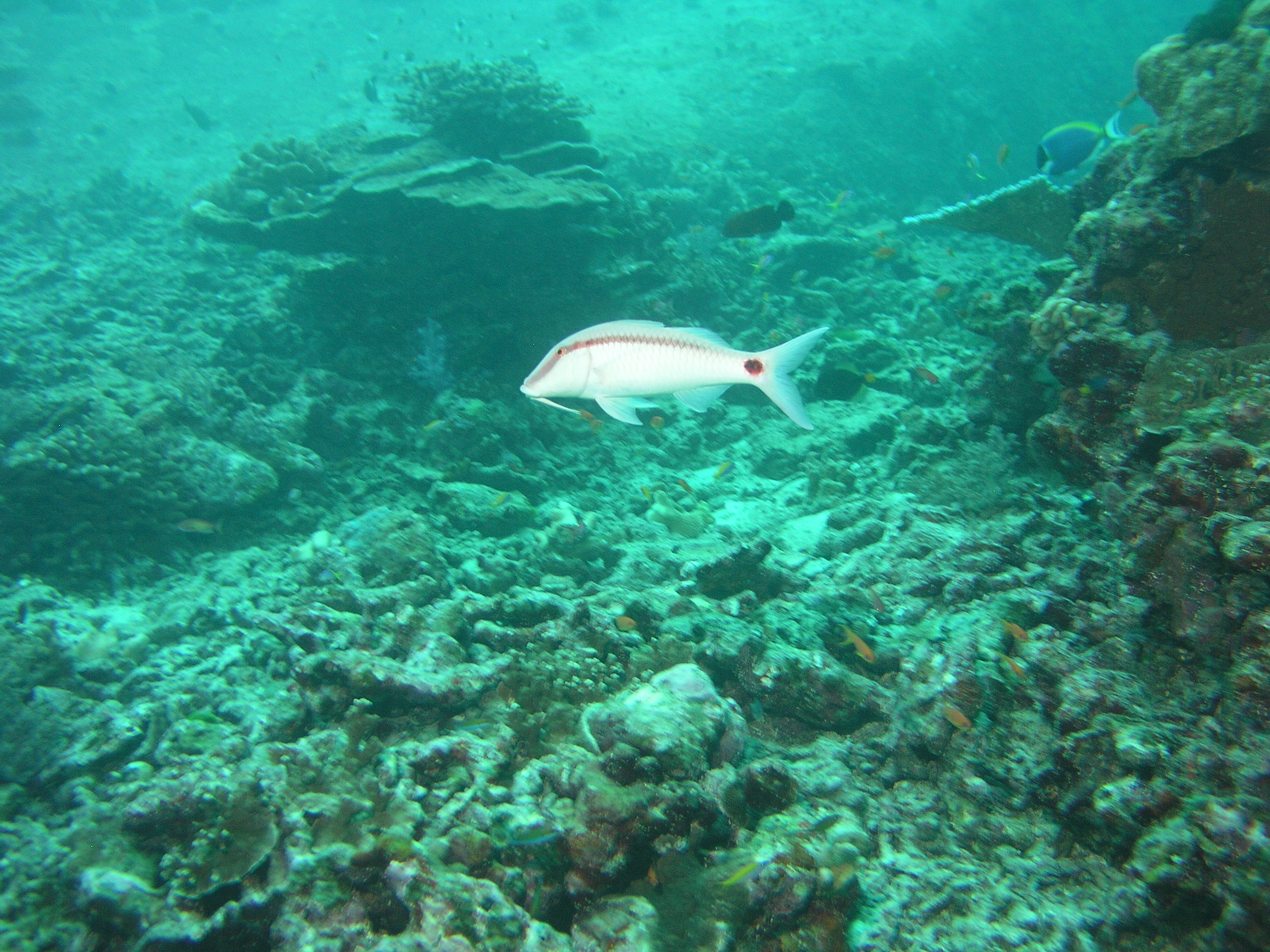 2005-12-02-Dive 2 - 95