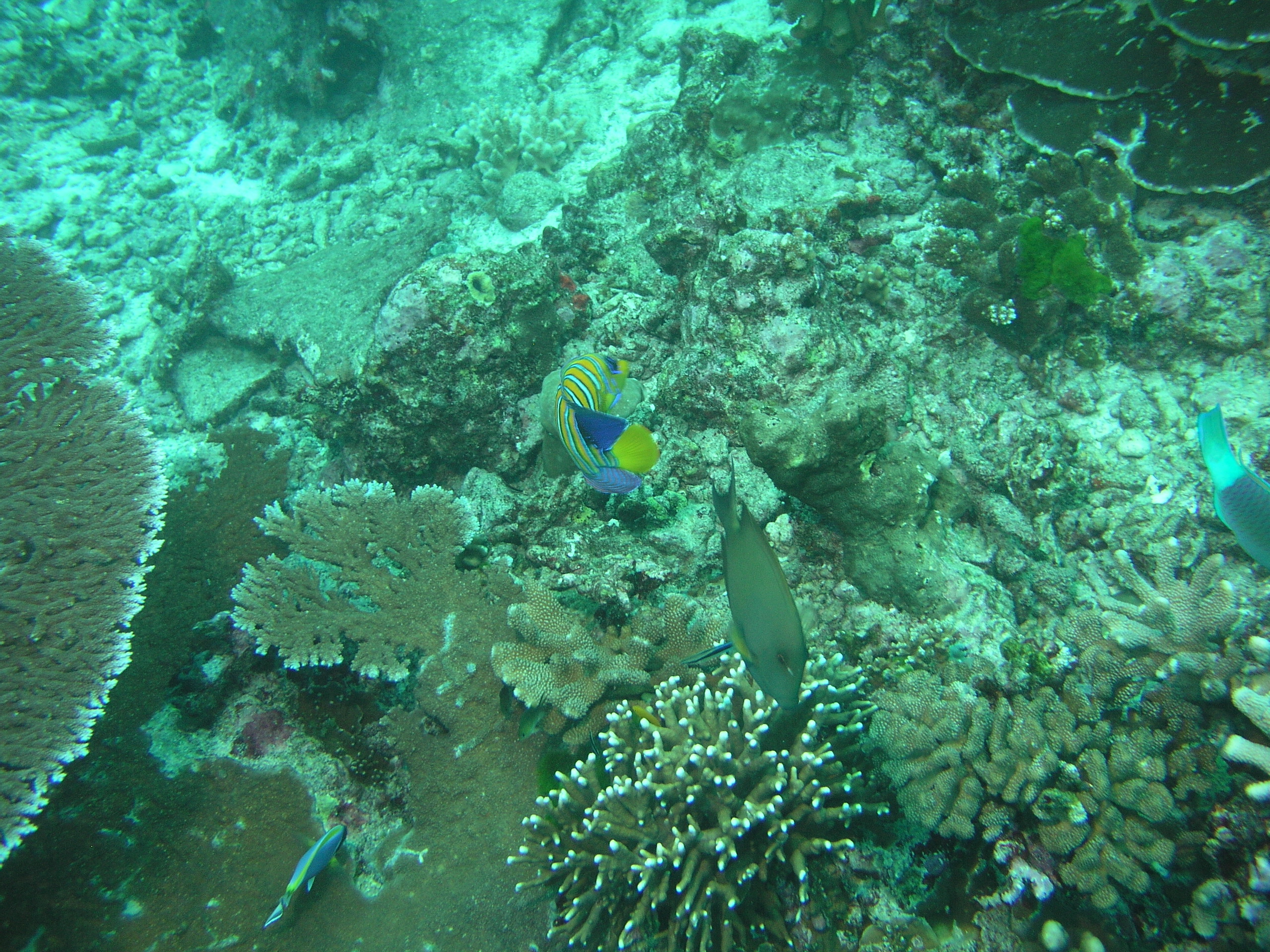 2005-12-02-Dive 2 - 100