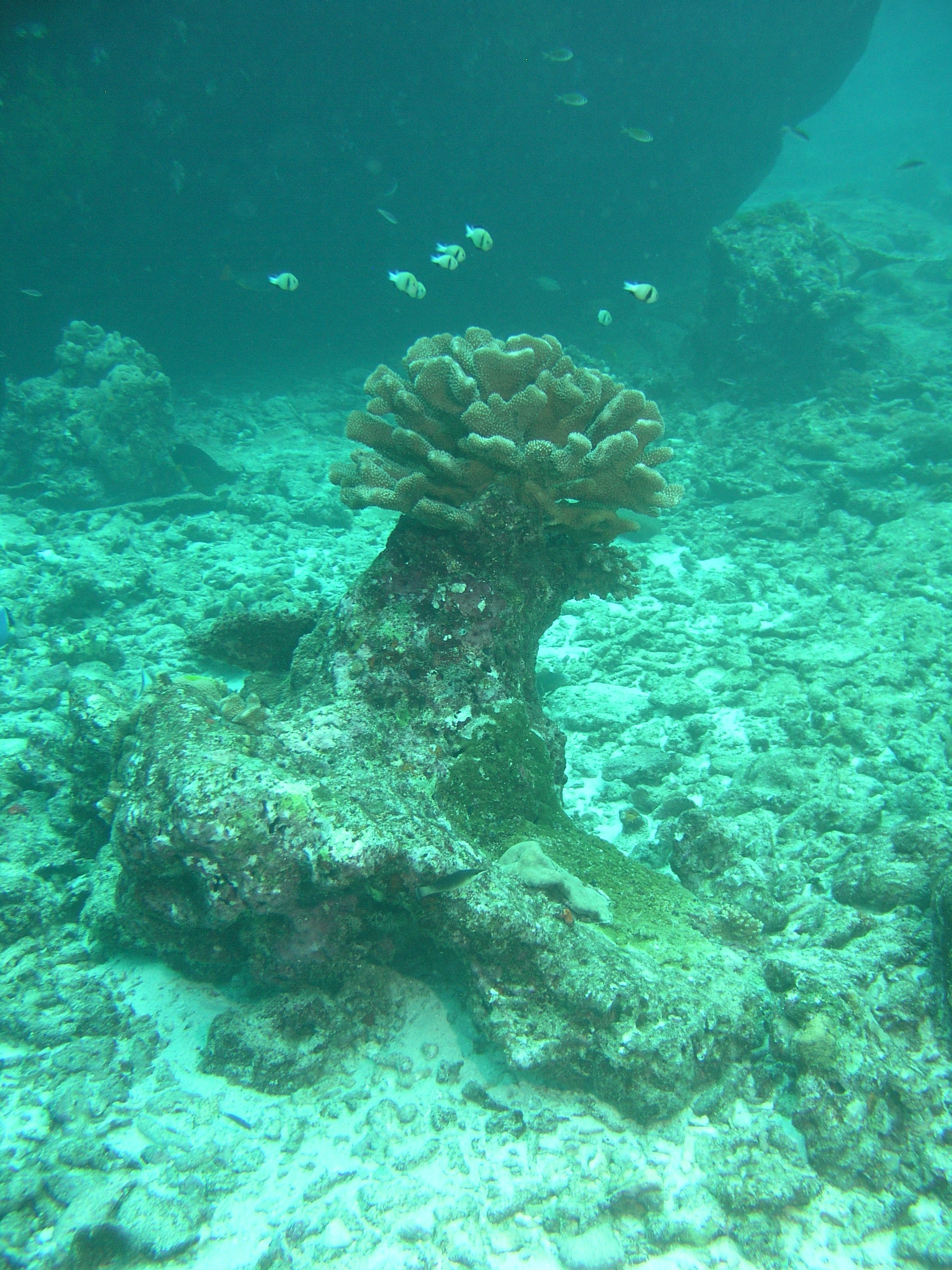 2005-12-02-Dive 2 - 102