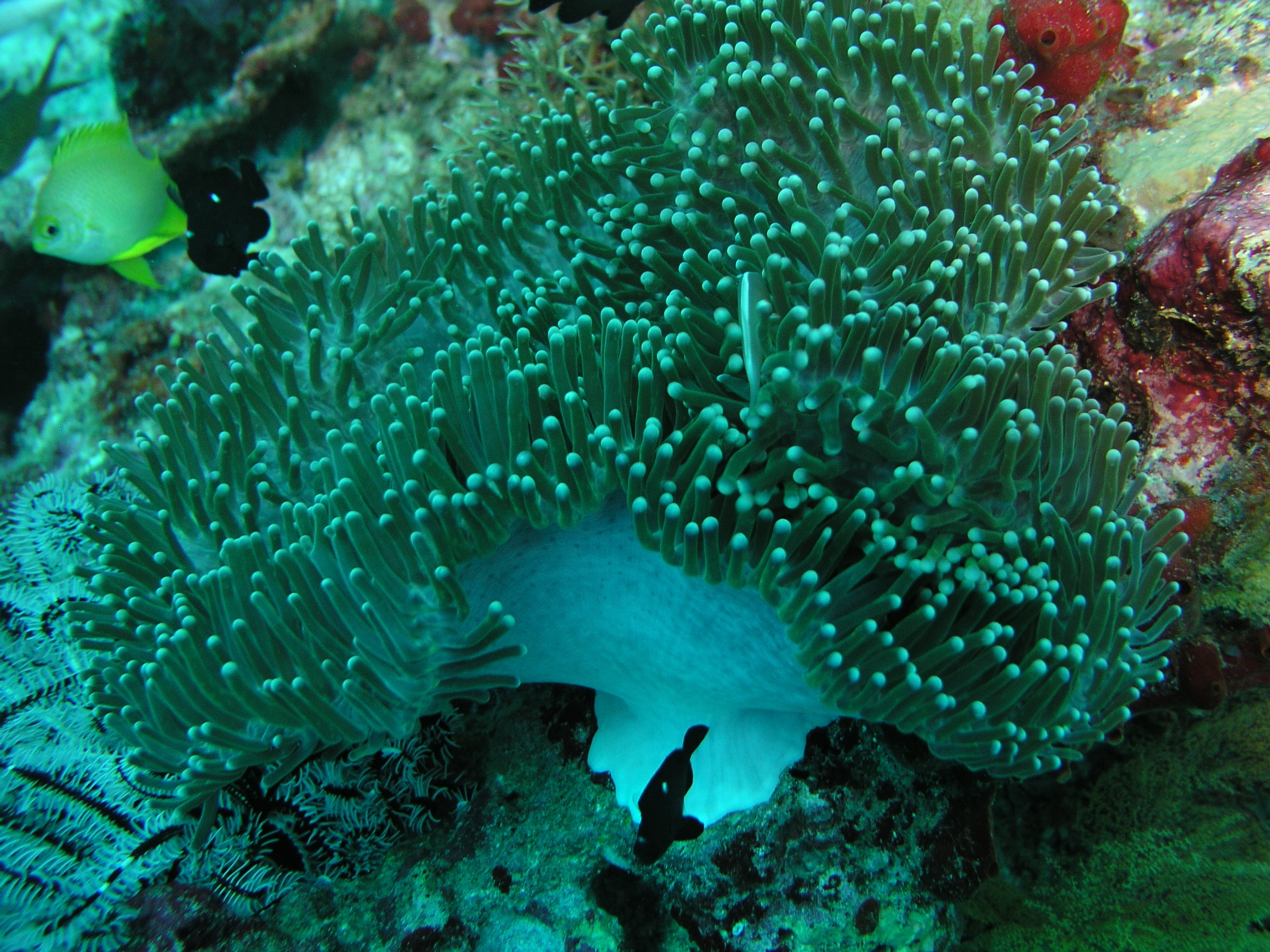2005-12-02-Dive 3 - 7