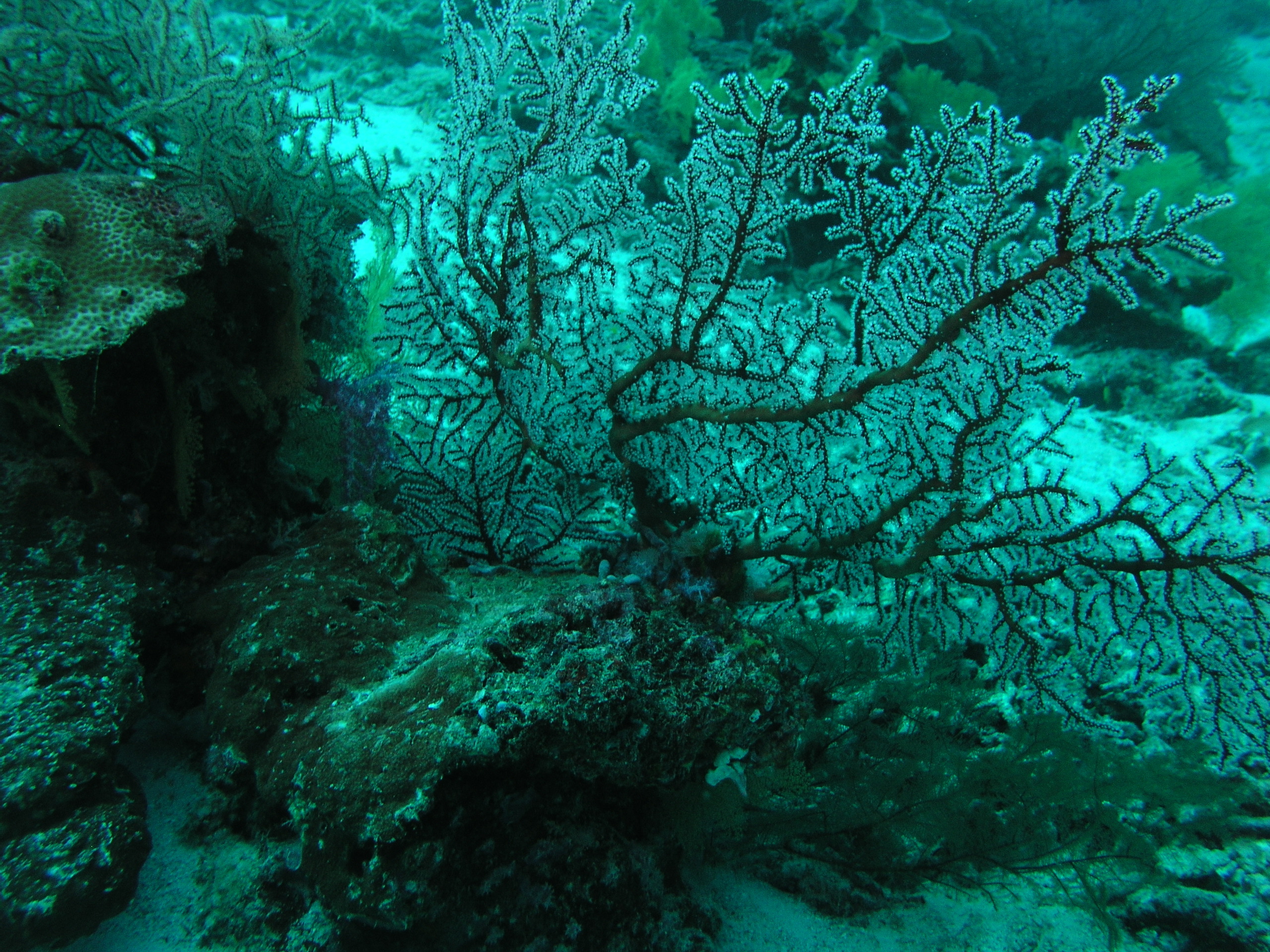 2005-12-02-Dive 3 - 10