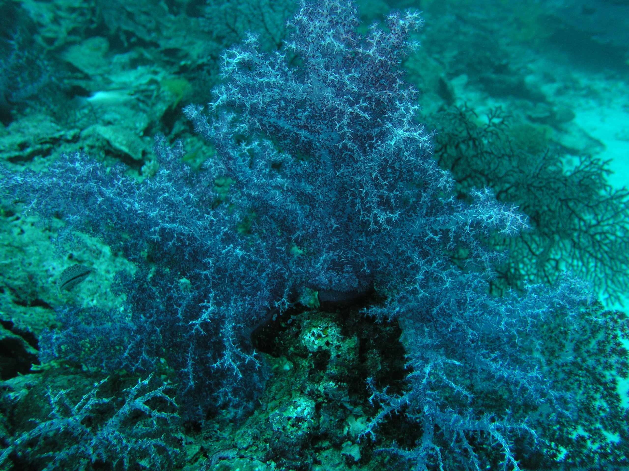 2005-12-02-Dive 3 - 18