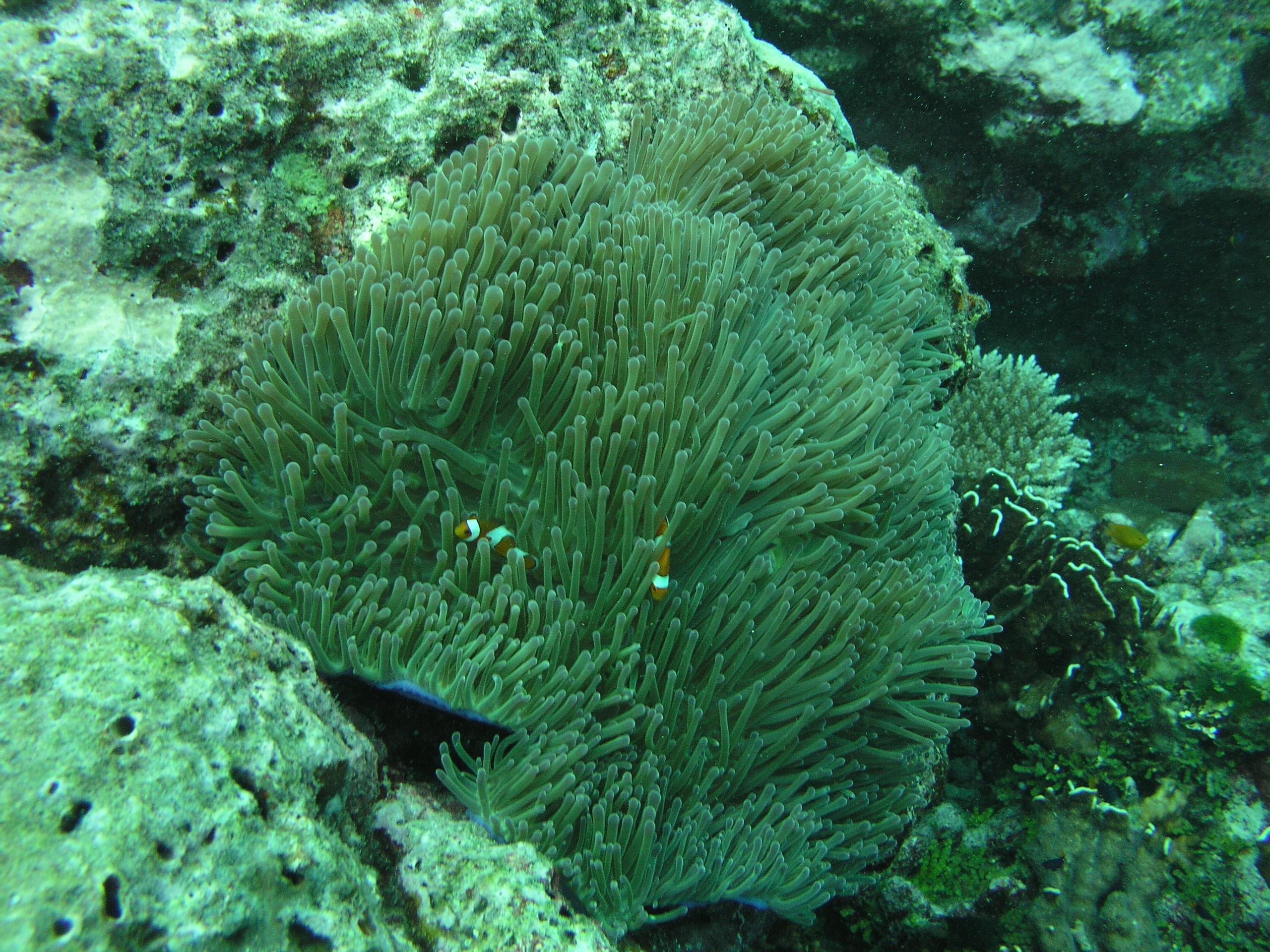 2005-12-02-Dive 2 - 12