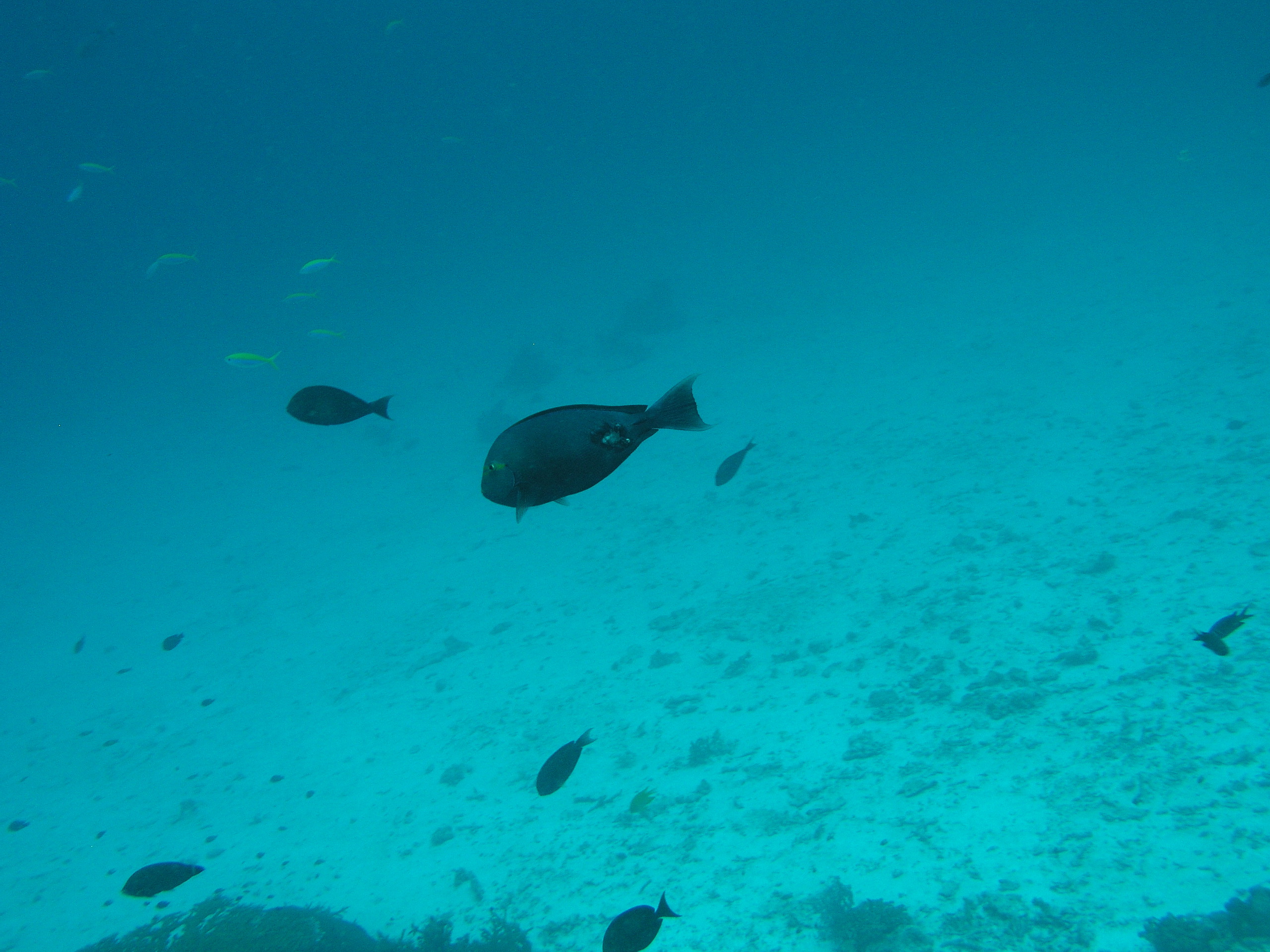 2005-12-02-Dive 3 - 30