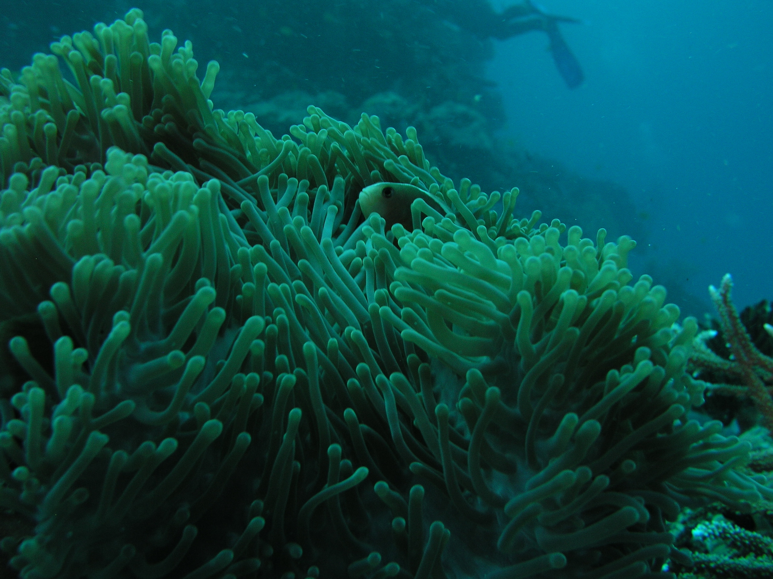 2005-12-02-Dive 3 - 33