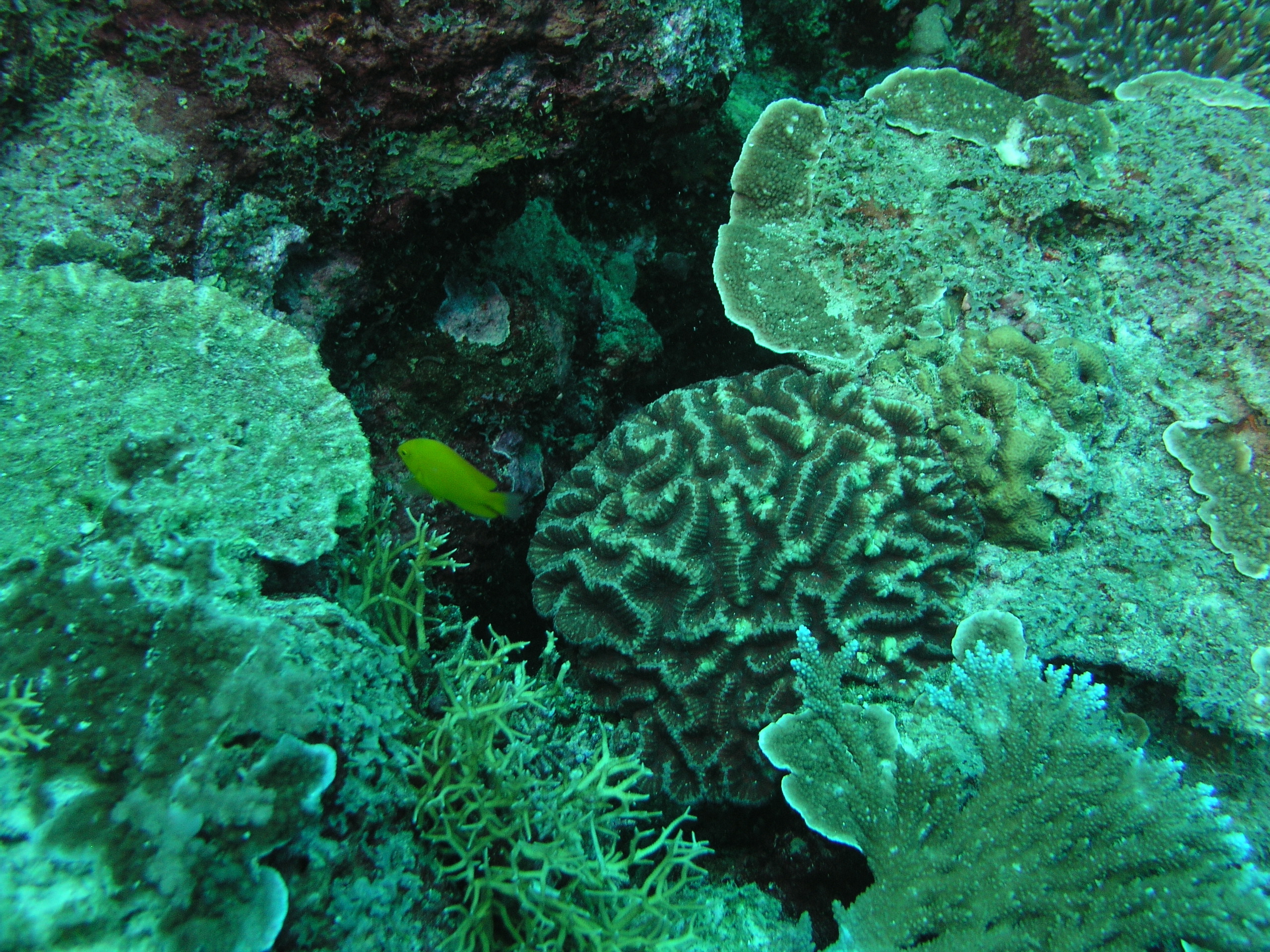 2005-12-02-Dive 3 - 41