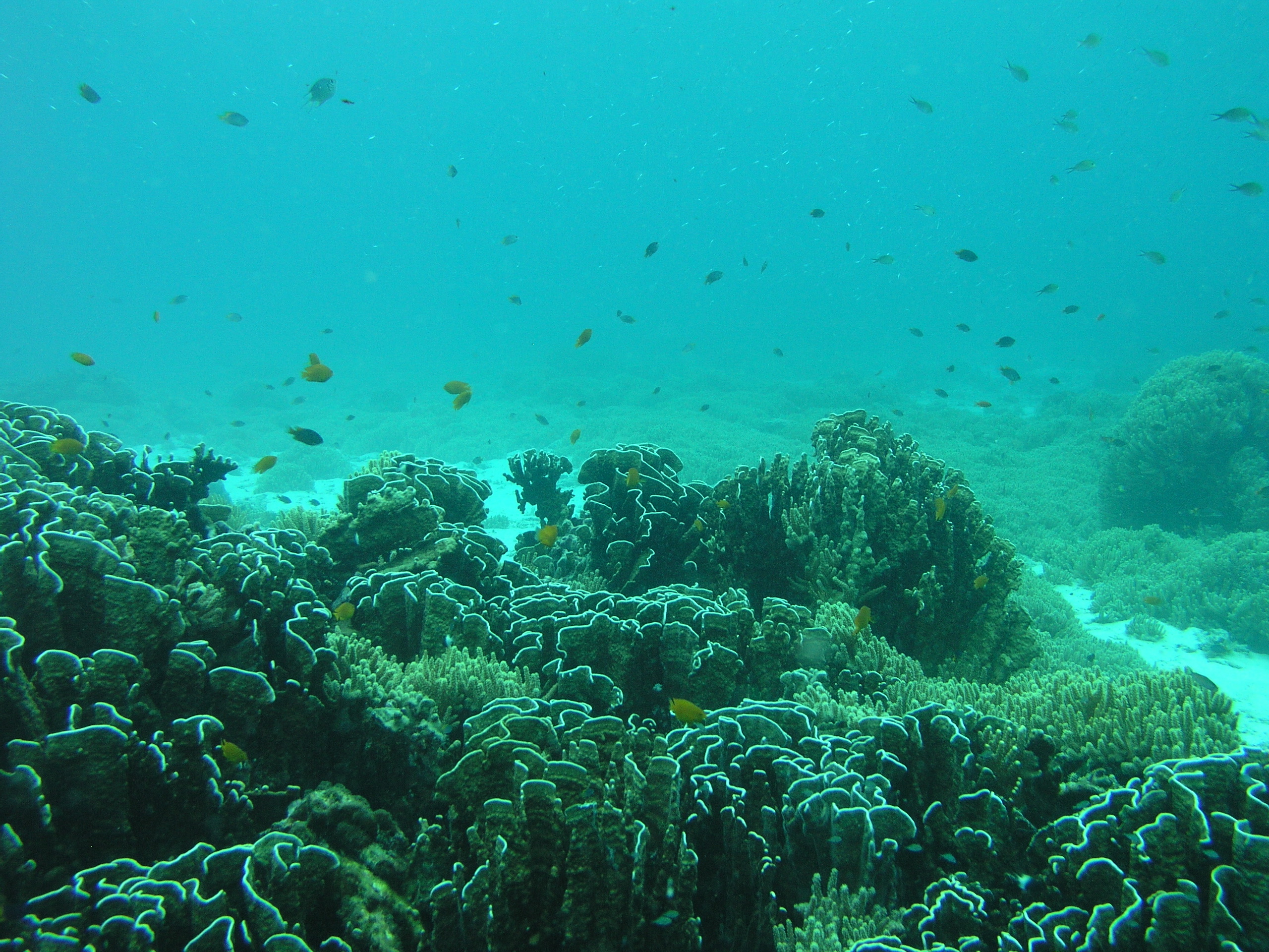 2005-12-02-Dive 3 - 60