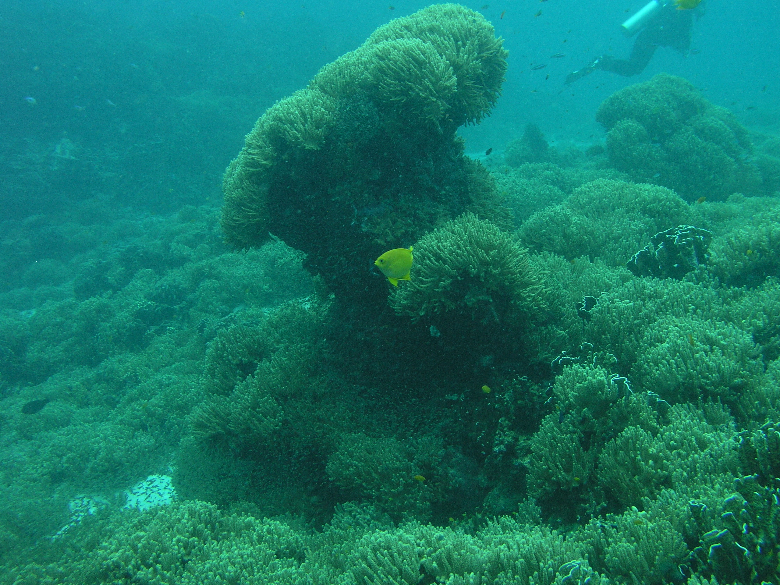2005-12-02-Dive 3 - 61