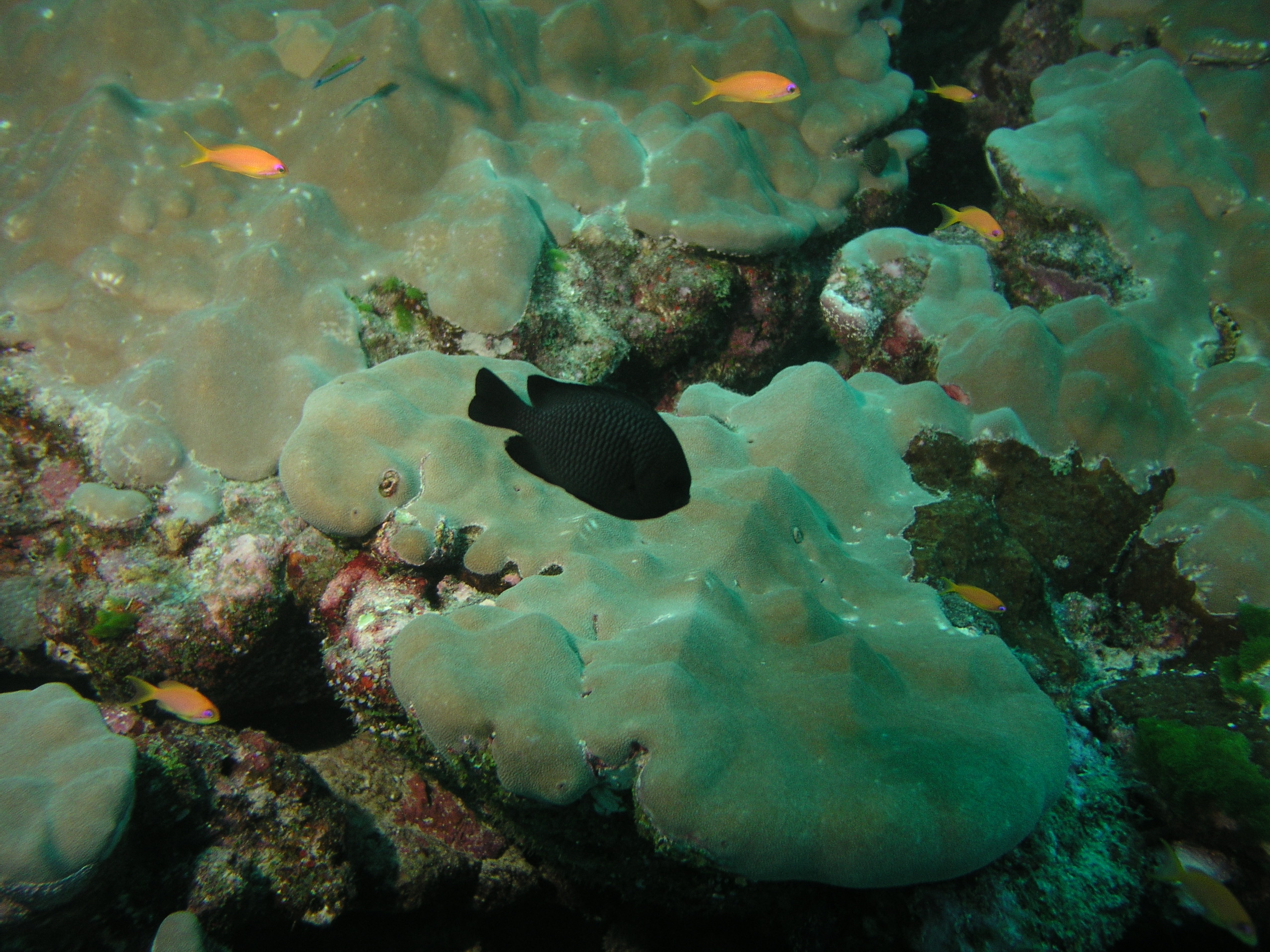 2005-12-03-Dive 2 - 4