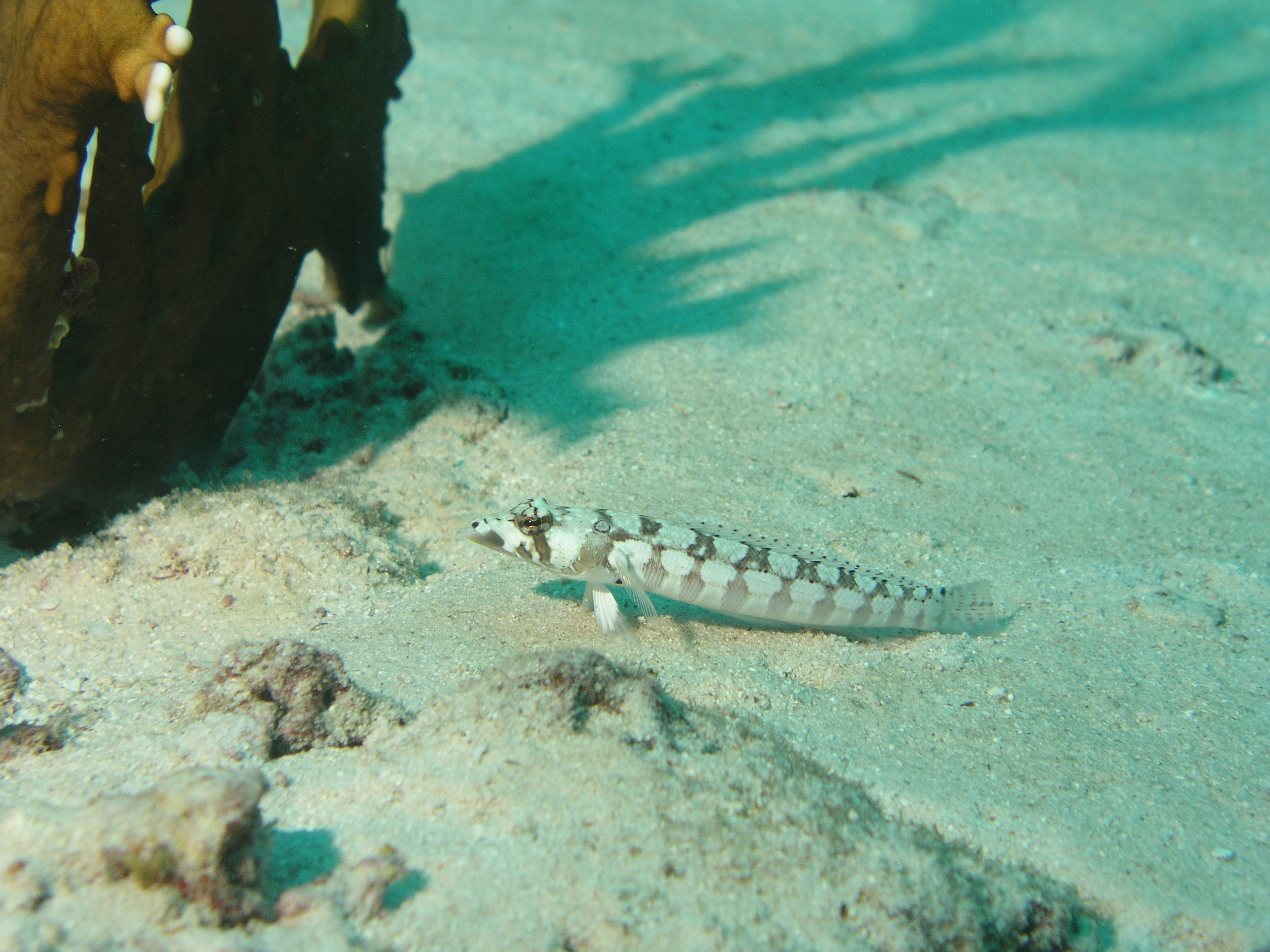 2005-12-03-Dive 2 - 6