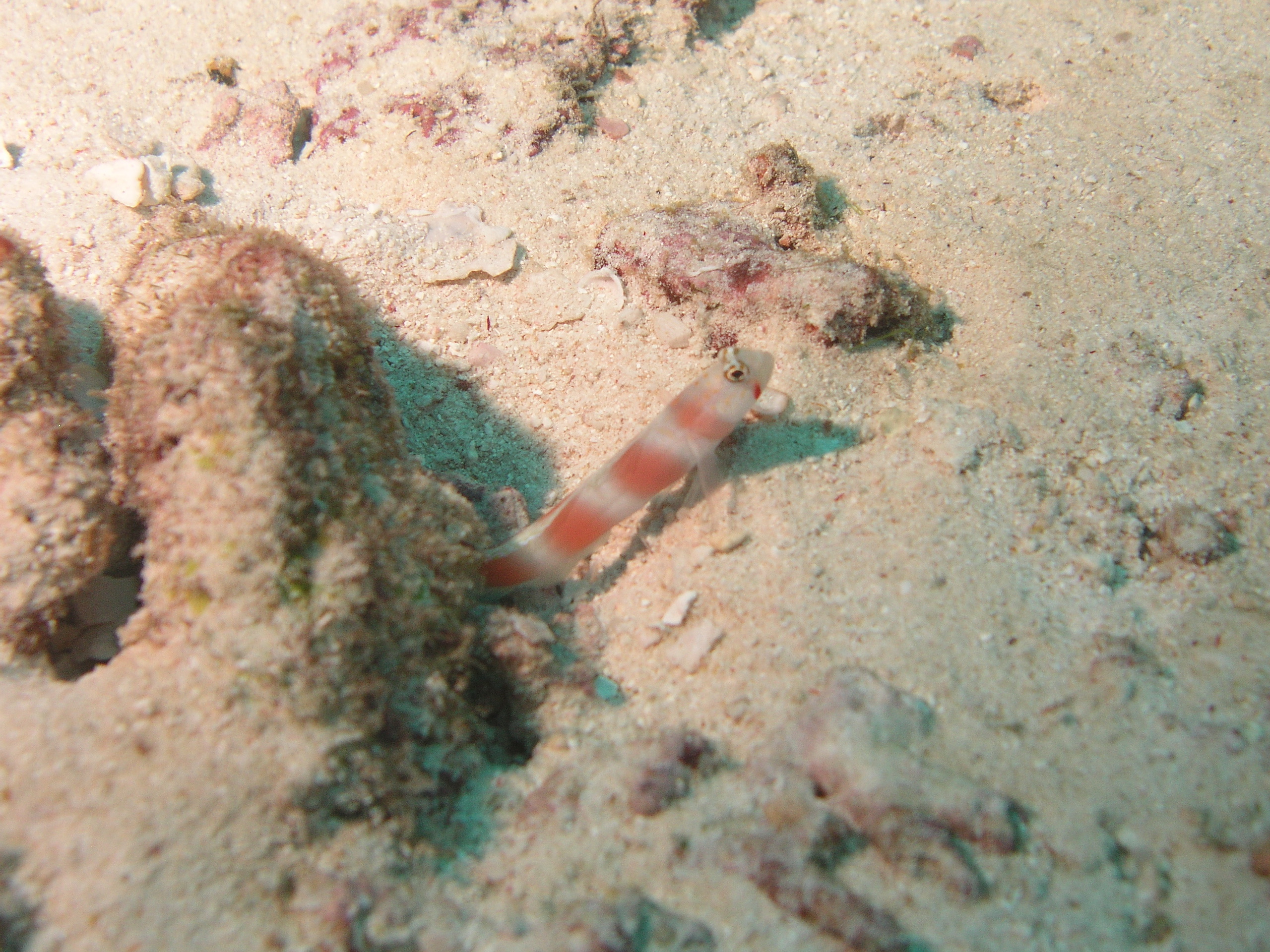 2005-12-03-Dive 2 - 7