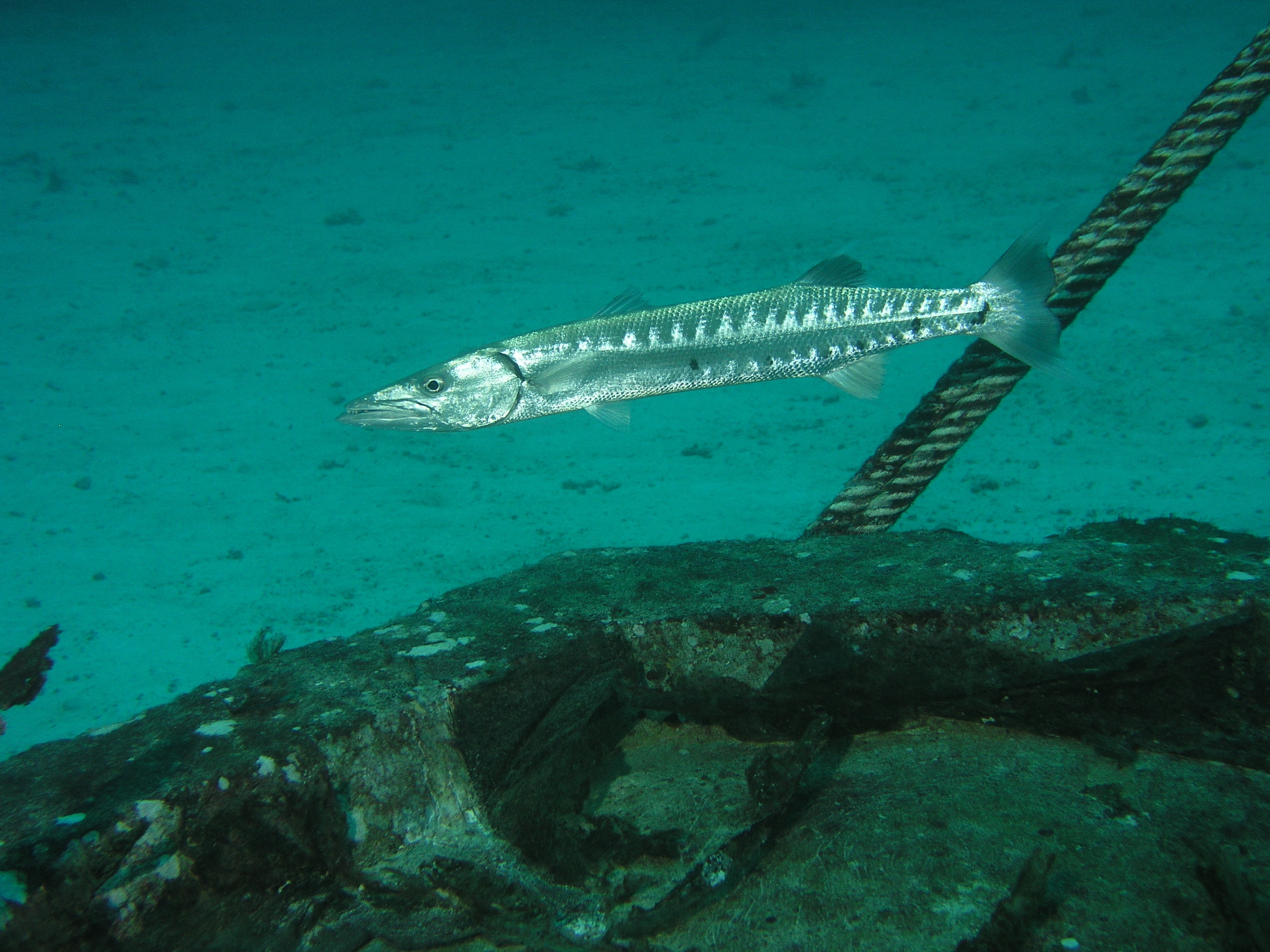 2005-12-03-Dive 2 - 13