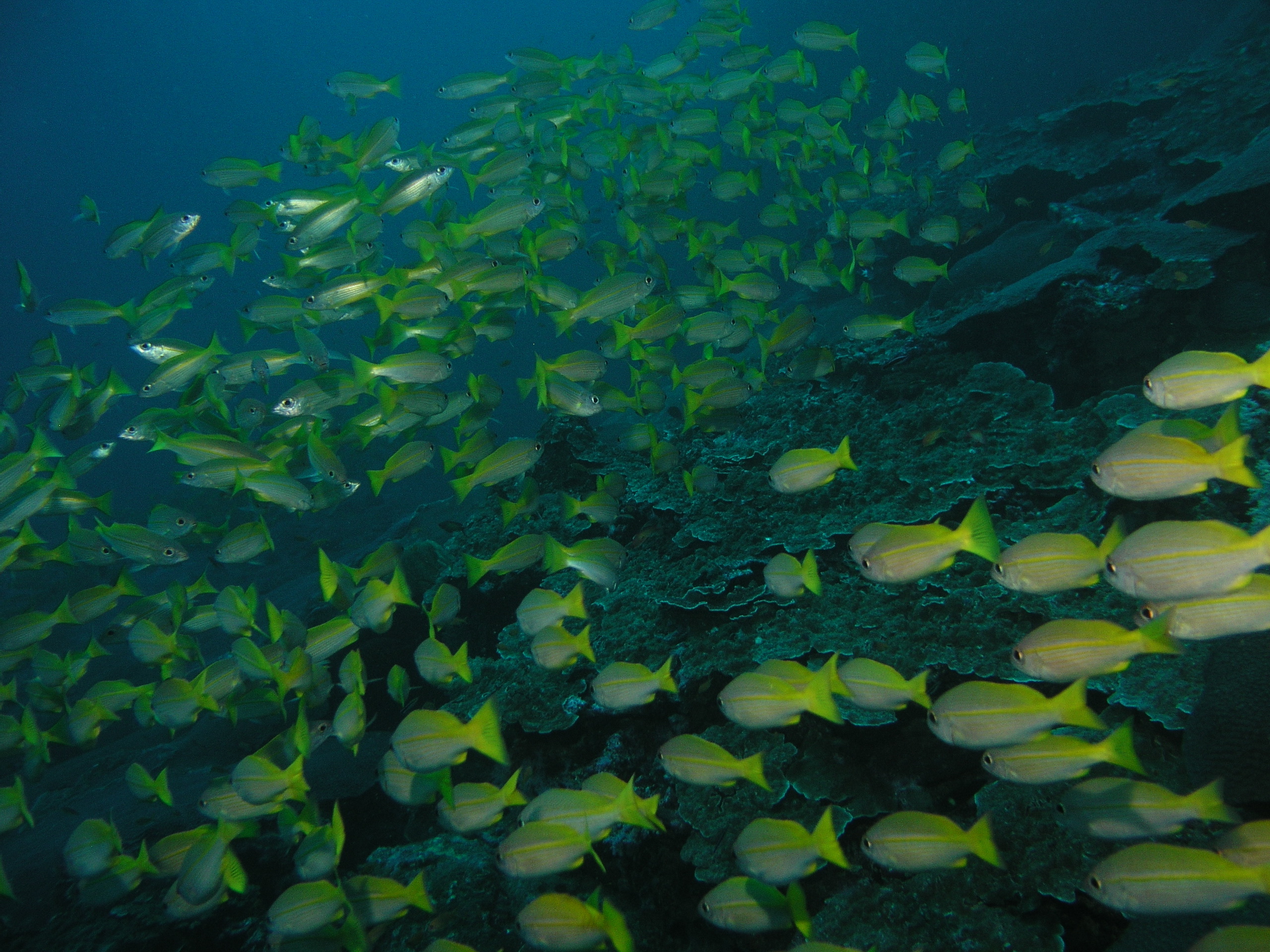 2005-12-03-Dive 3 - 3